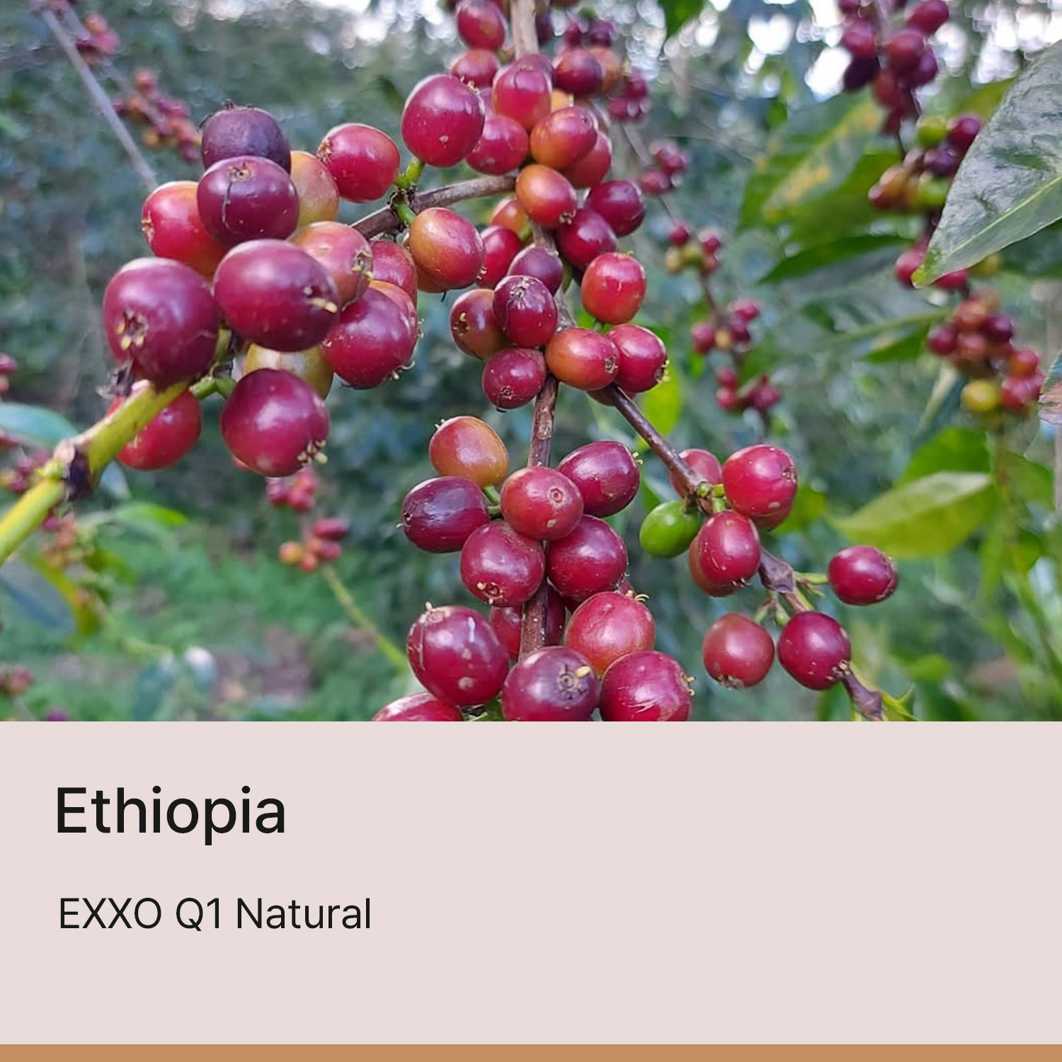 [에티오피아] 엑소 Q1 내추럴
