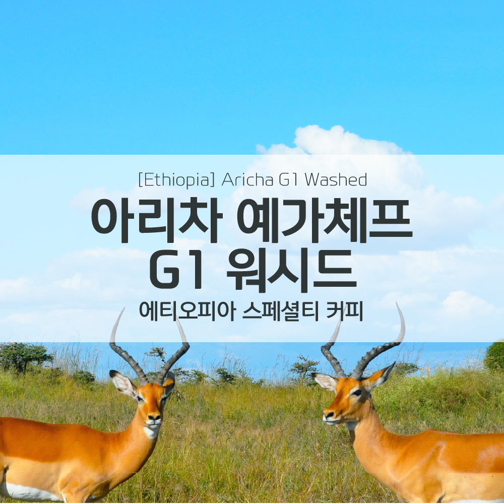 [에티오피아] 아리차 G1 워시드