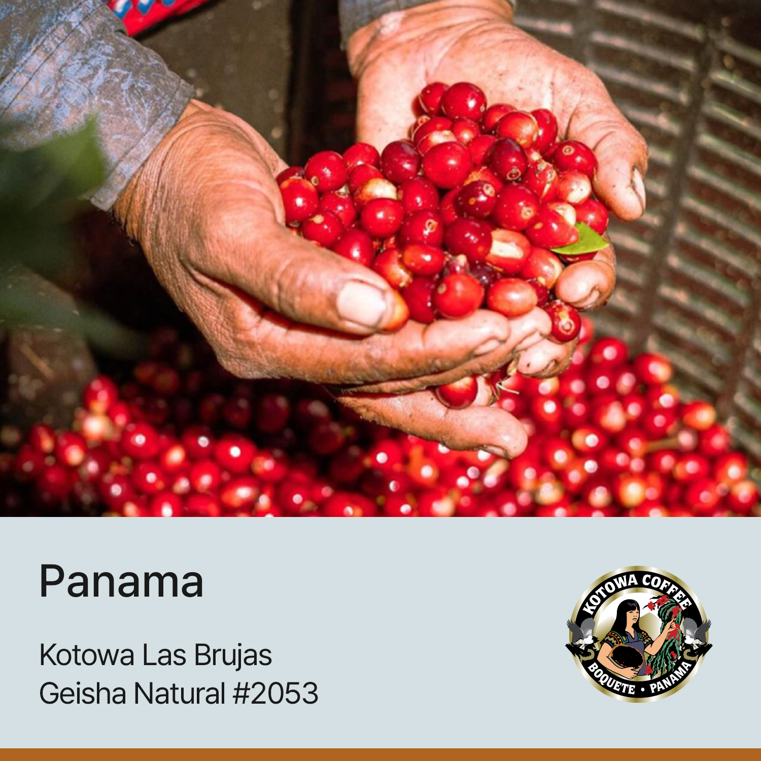 [가격인하][파나마]코토와 라스 브루하스 게이샤 내추럴 #2053