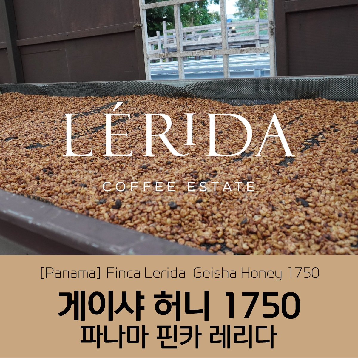 파나마 핀카 레리다 게이샤 허니 1750