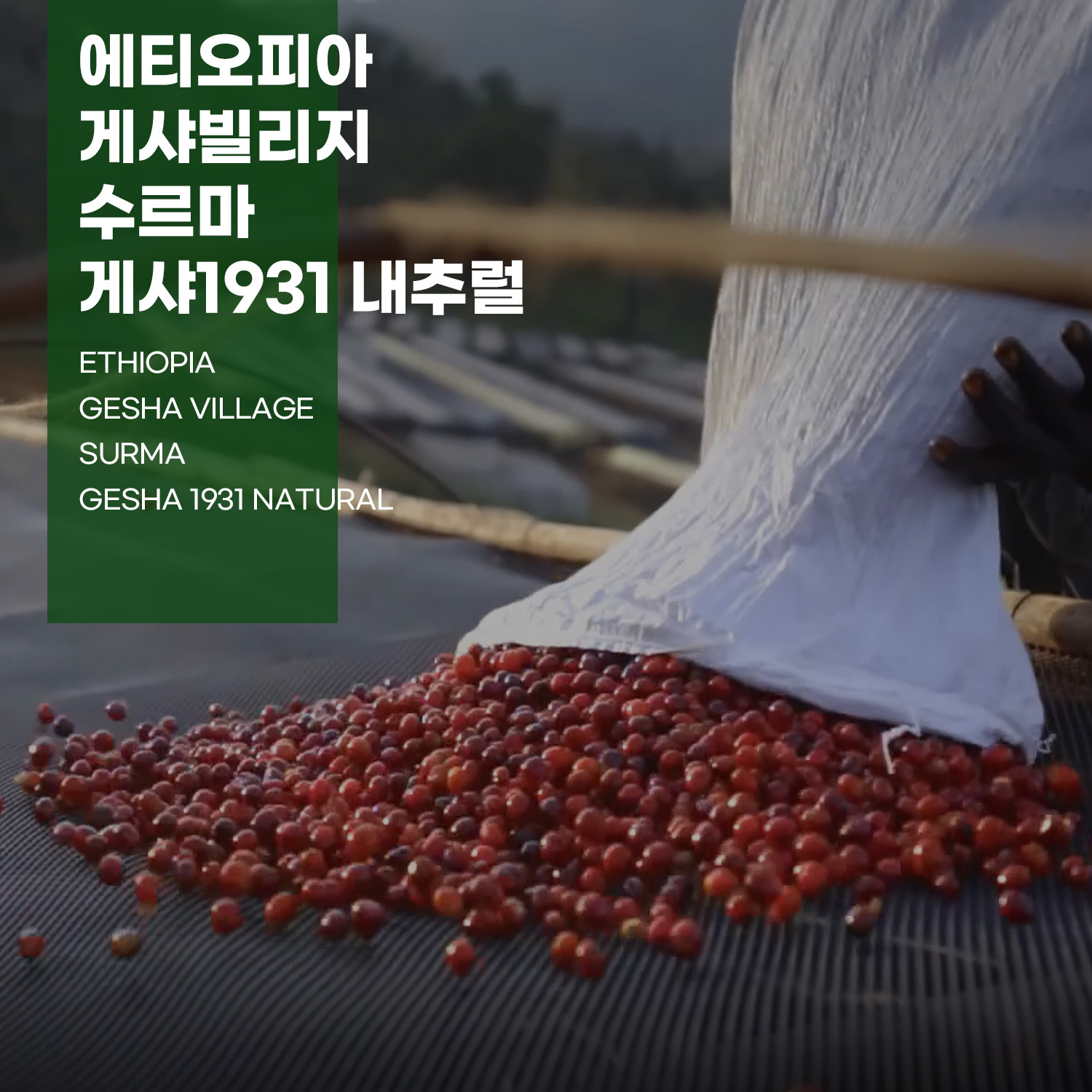 [가격인하][에티오피아] 게샤빌리지 수르마 게샤1931 내추럴