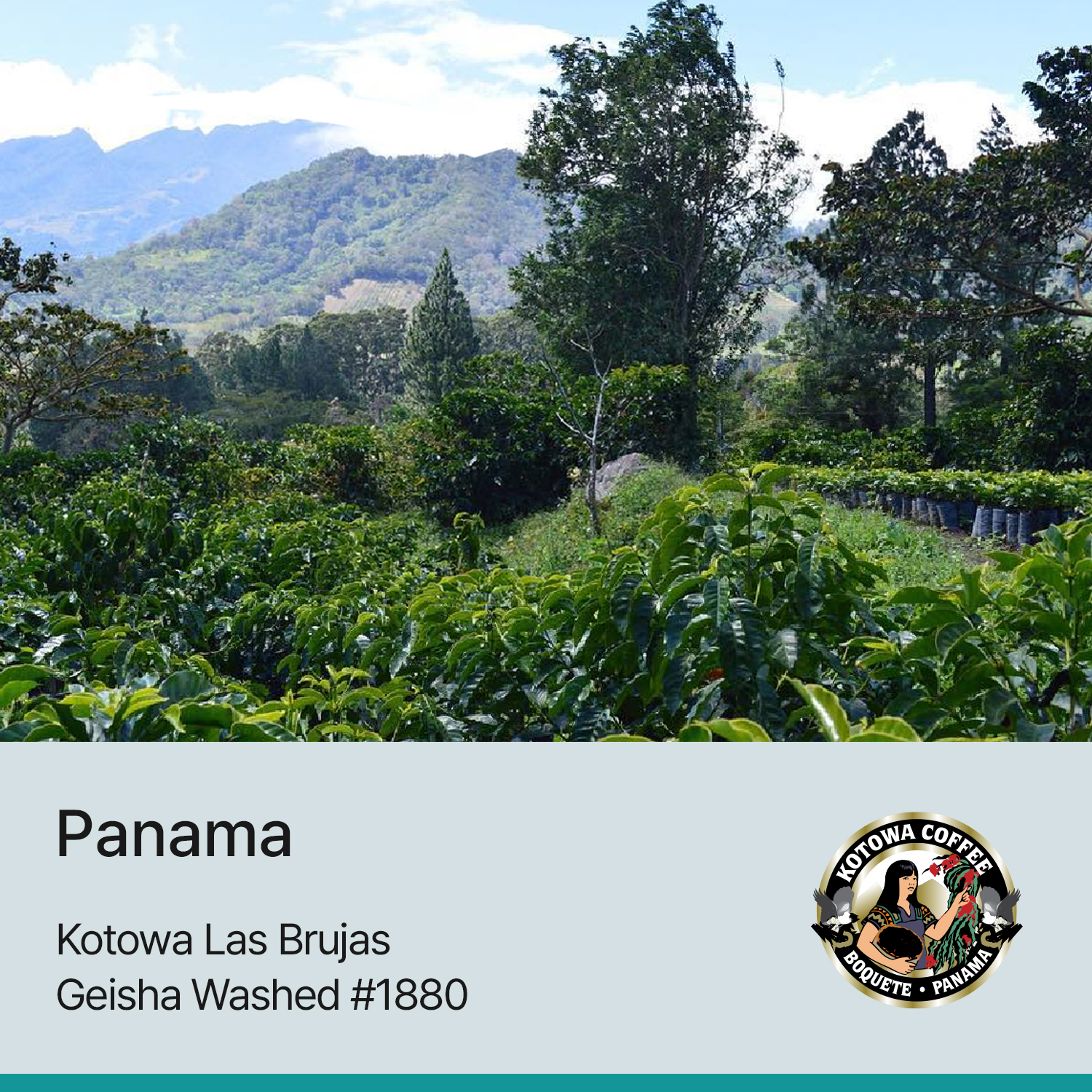 [가격인하][파나마] 카페 코토와 라스 브루하스 게이샤 워시드 #1880