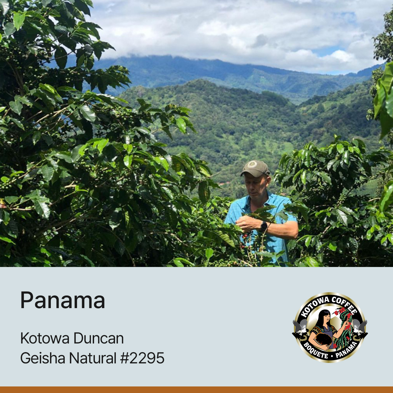 [가격인하][파나마]코토와 던칸 게이샤 내추럴 #2295