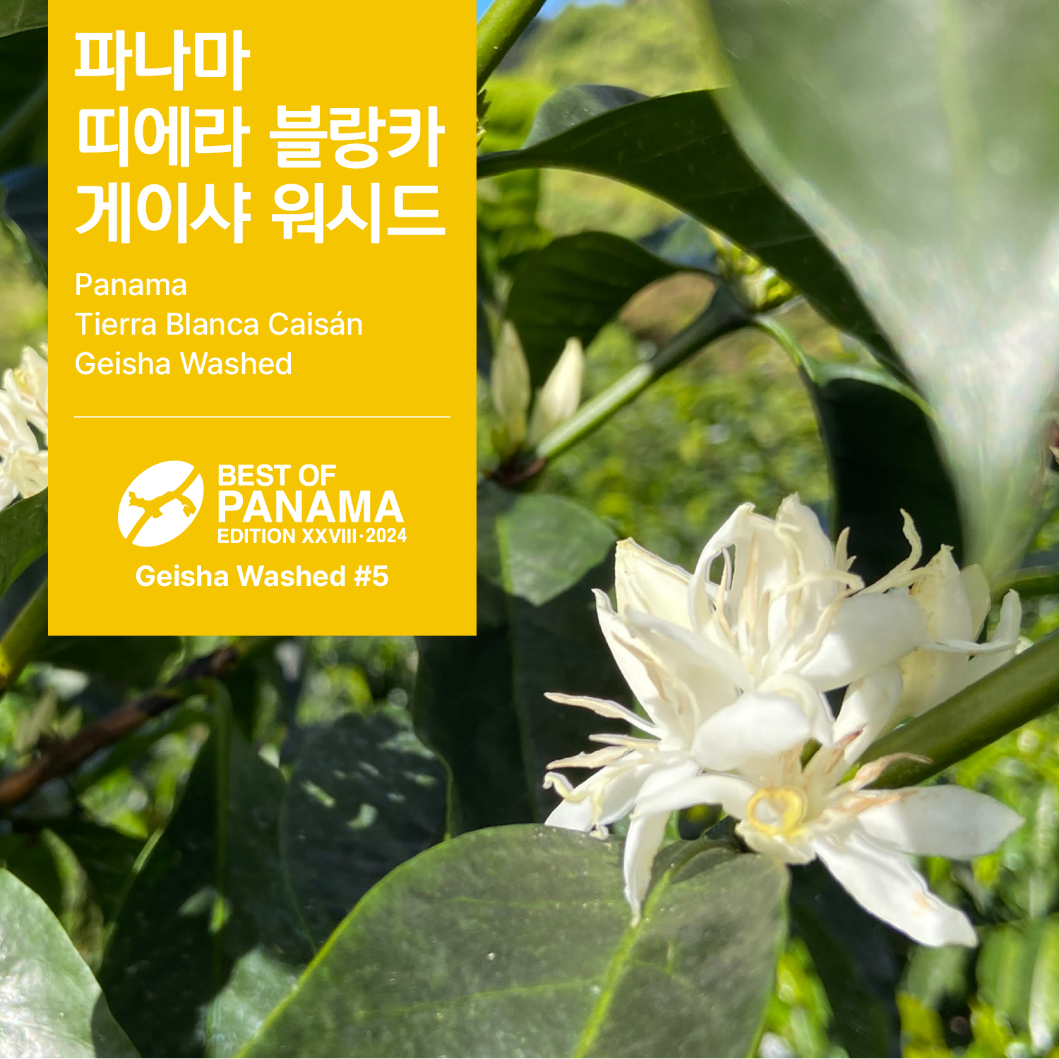 [가격인하][파나마] 띠에라 블랑카 카이산 게이샤 워시드