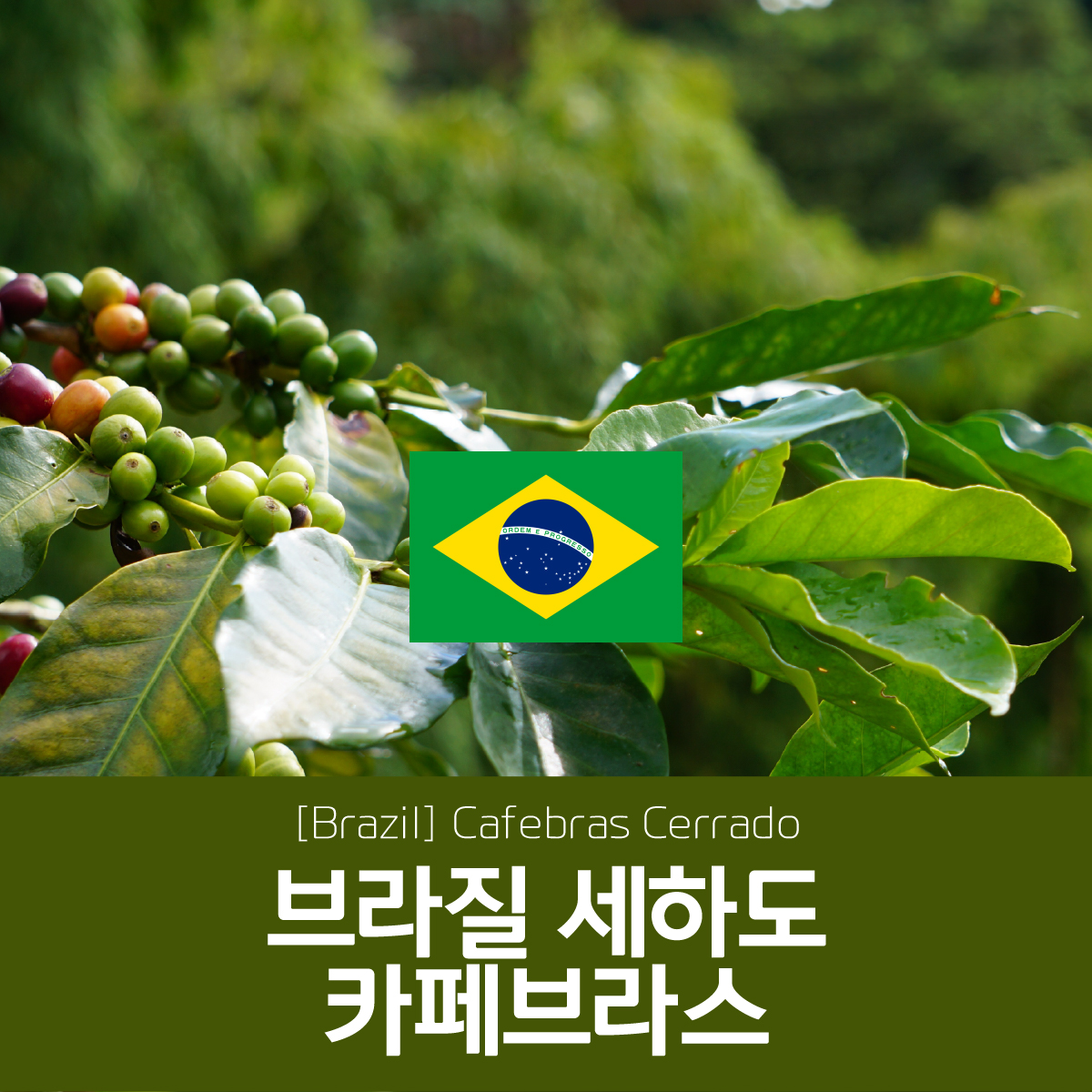 [브라질]세하도 카페브라스