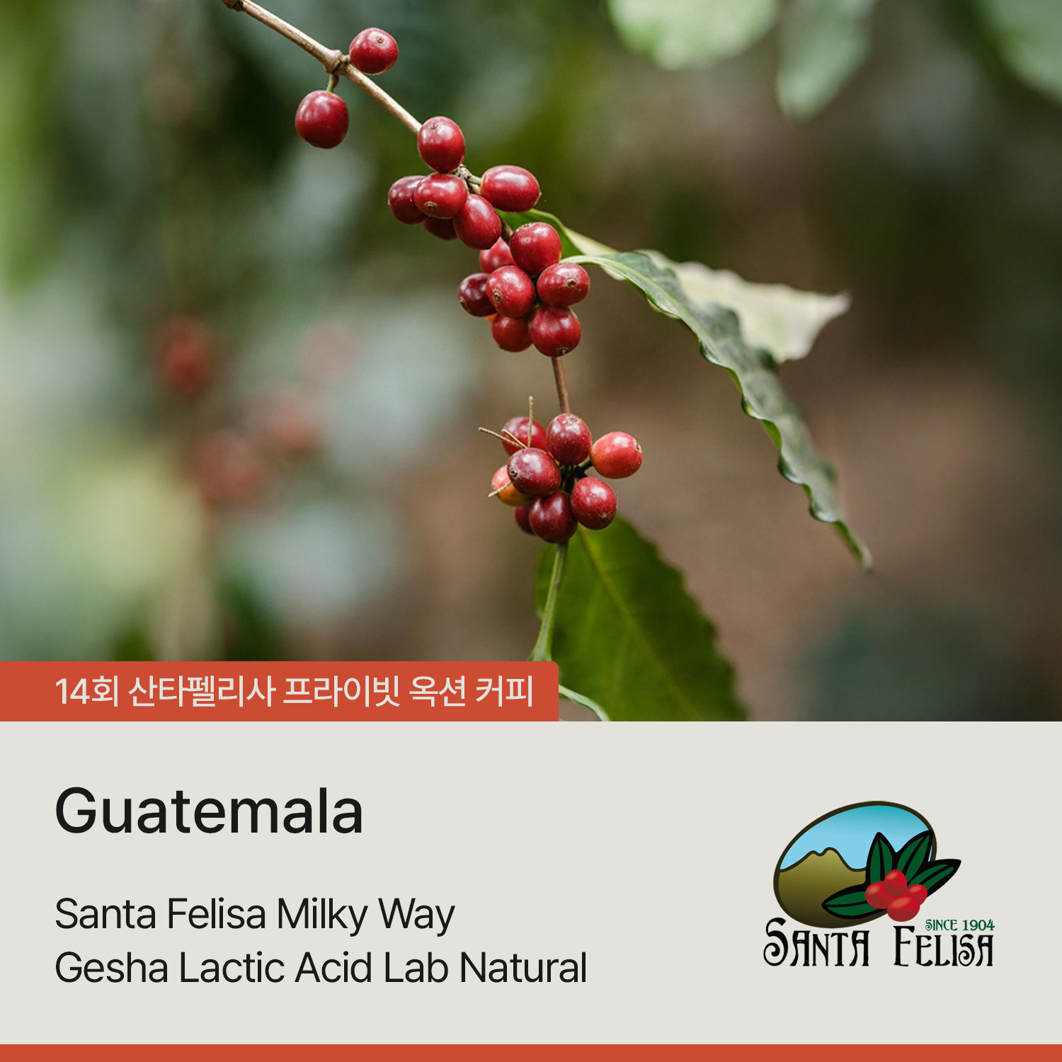 [가격인하][과테말라] 산타펠리사 밀키웨이 게샤 락틱 애시드 랩 내추럴