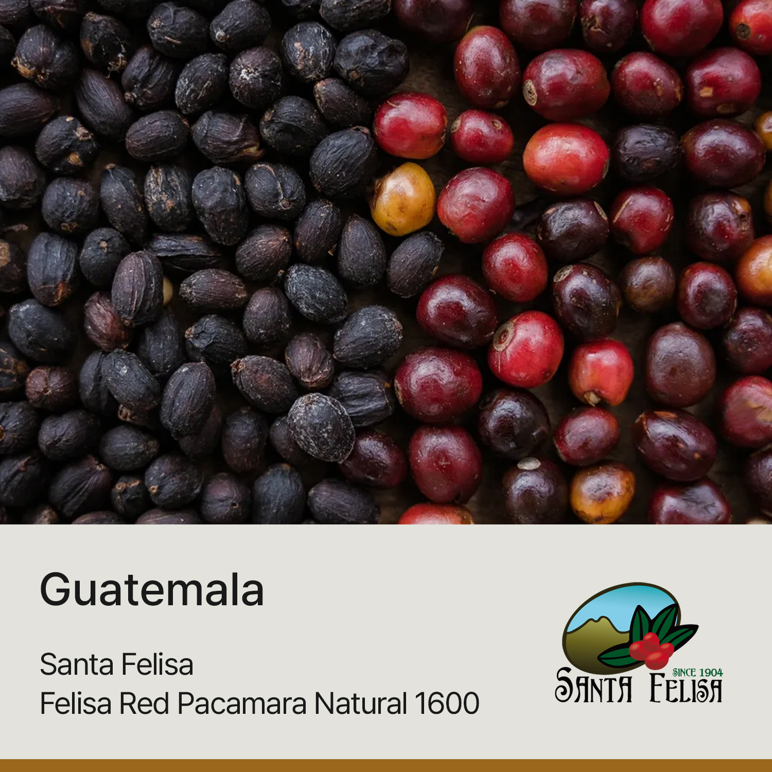 [가격인하][과테말라] 산타펠리사 레드 파카마라 내추럴 1600