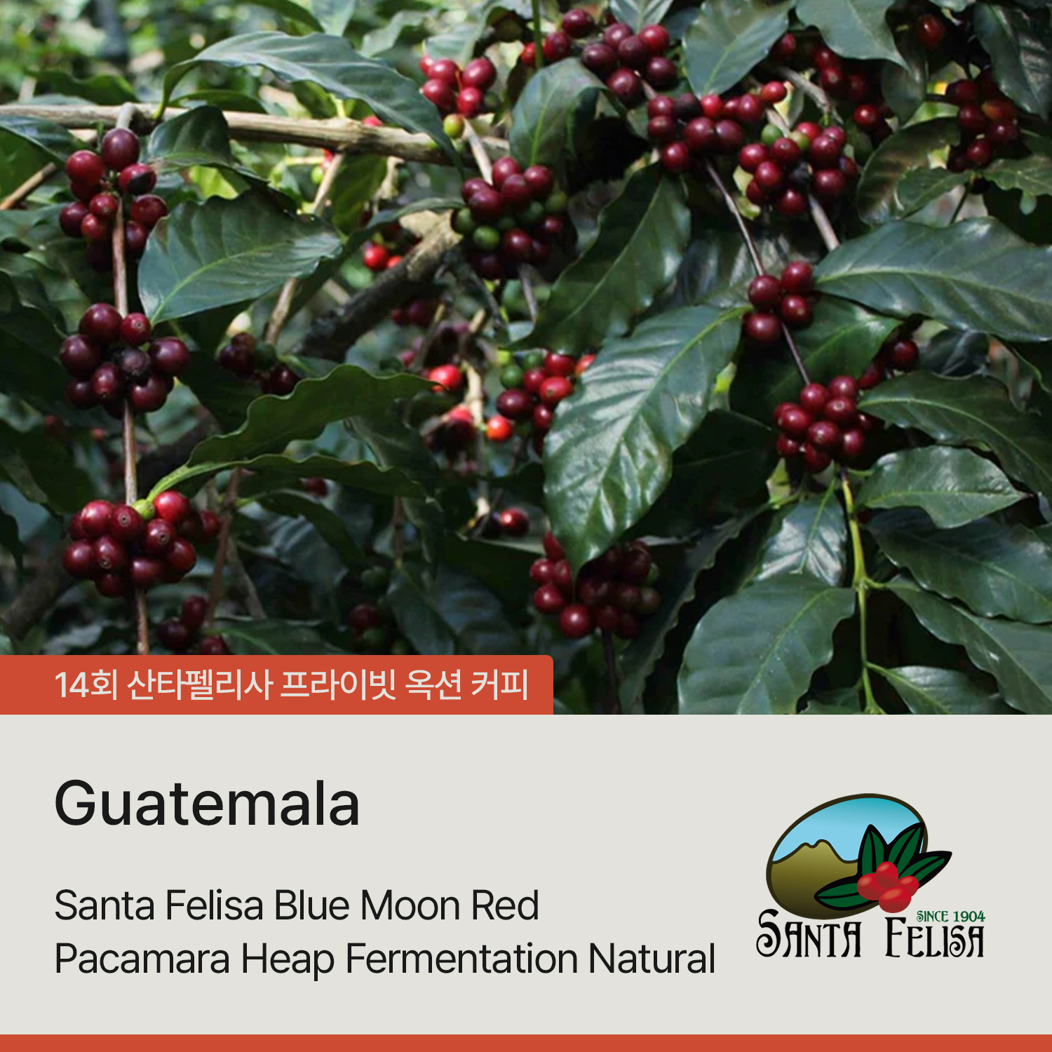 [가격인하][과테말라] 산타펠리사 블루 문 레드 파카마라 힙 퍼먼테이션 내추럴