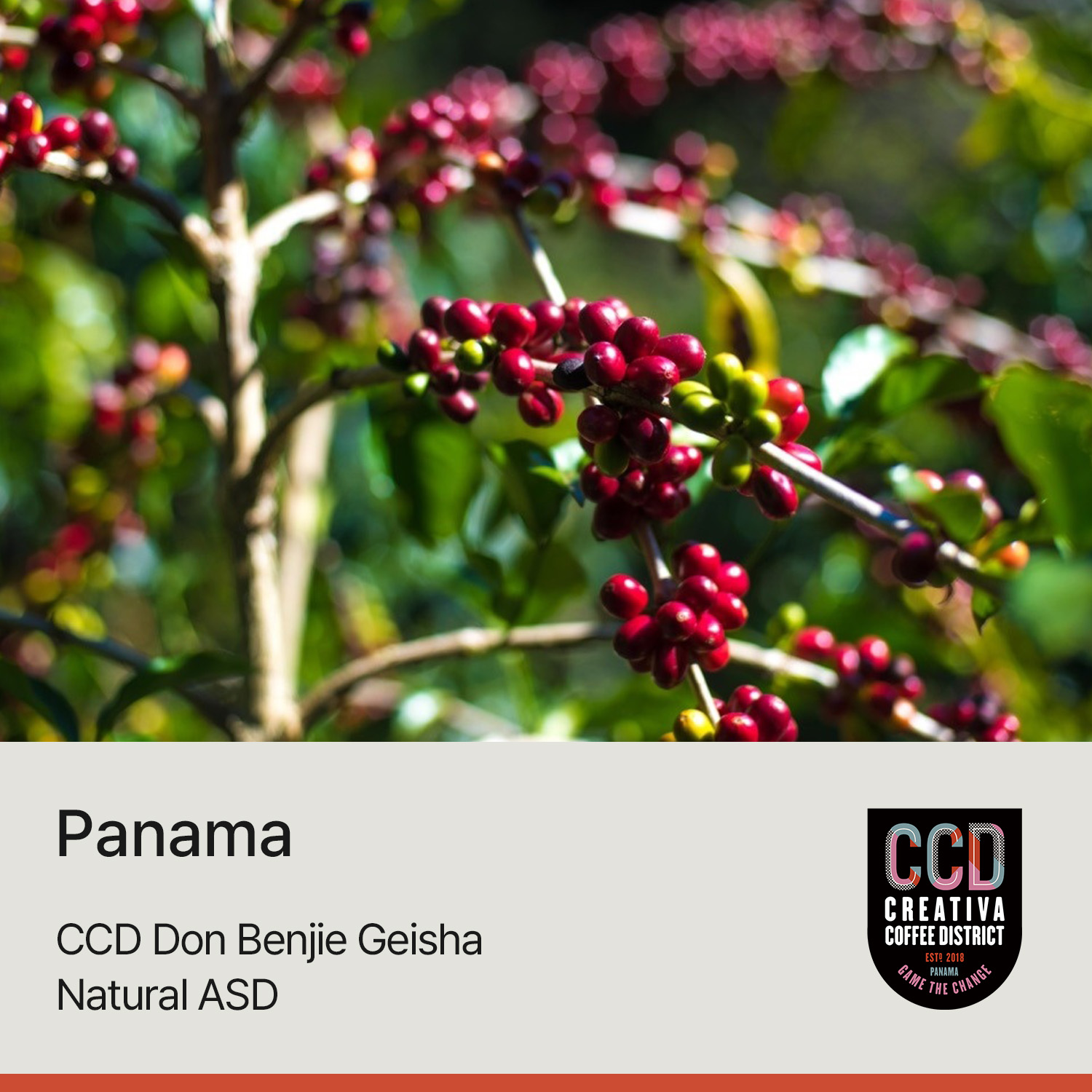 [가격인하][파나마] CCD 돈 벤지 게이샤 내추럴 ASD