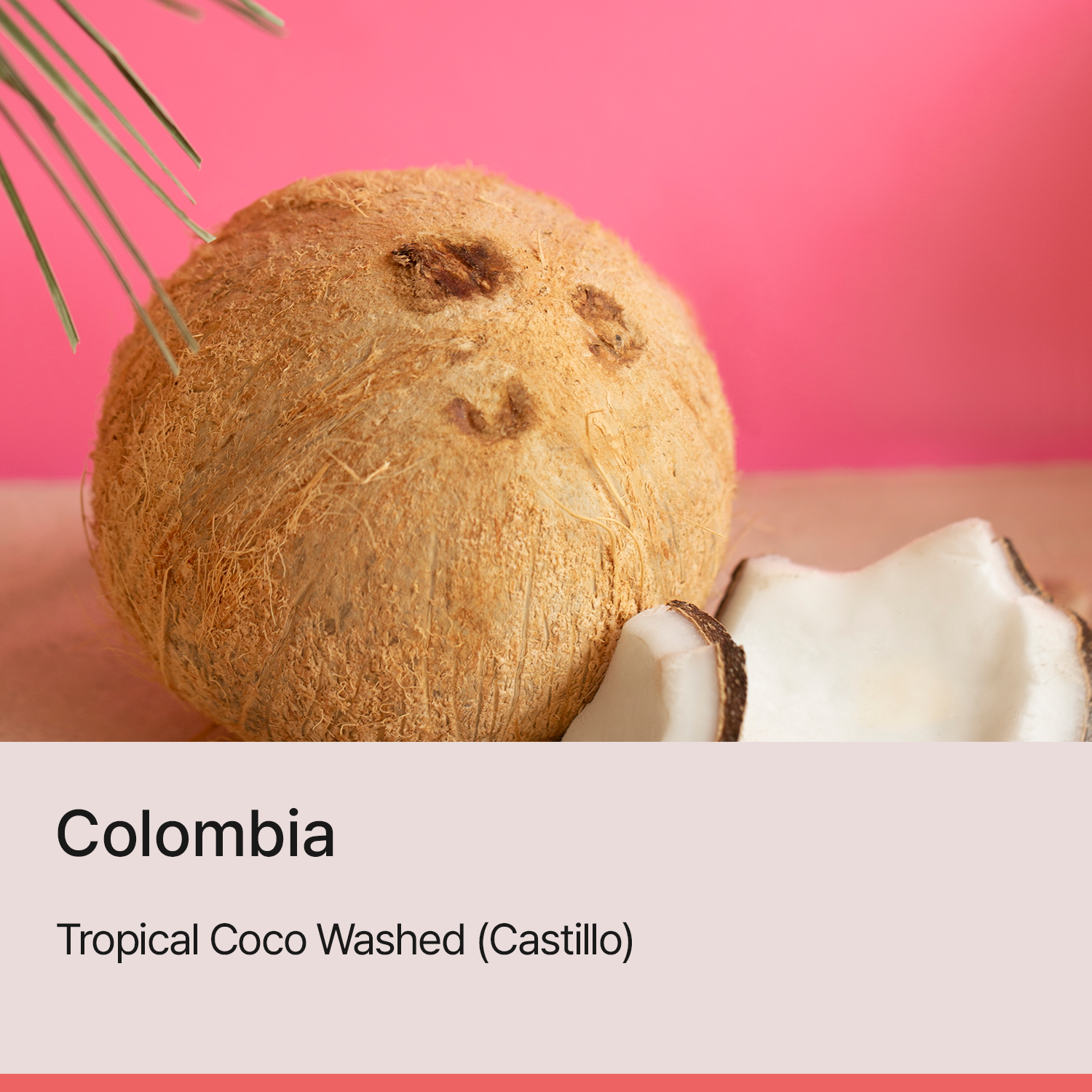 [콜롬비아] 트로피컬 코코 워시드 (카스티요)