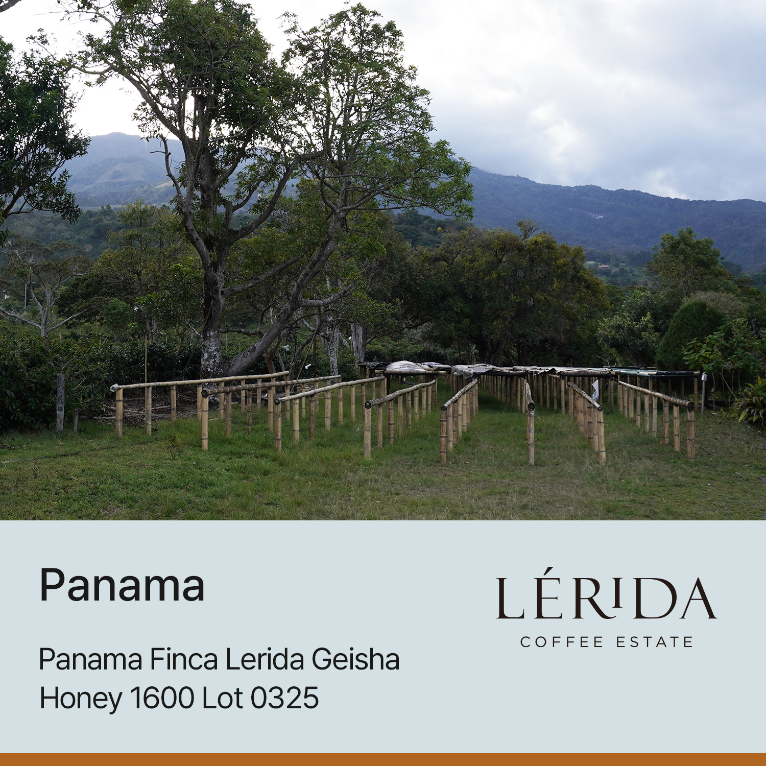 [파나마] 핀카 레리다 게이샤 허니 1600 Lot 0325