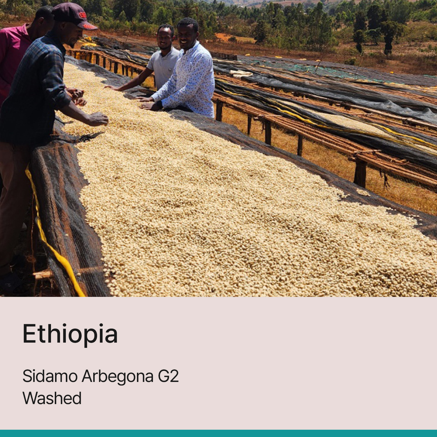 [에티오피아] 시다모 아르베고나 G2 워시드