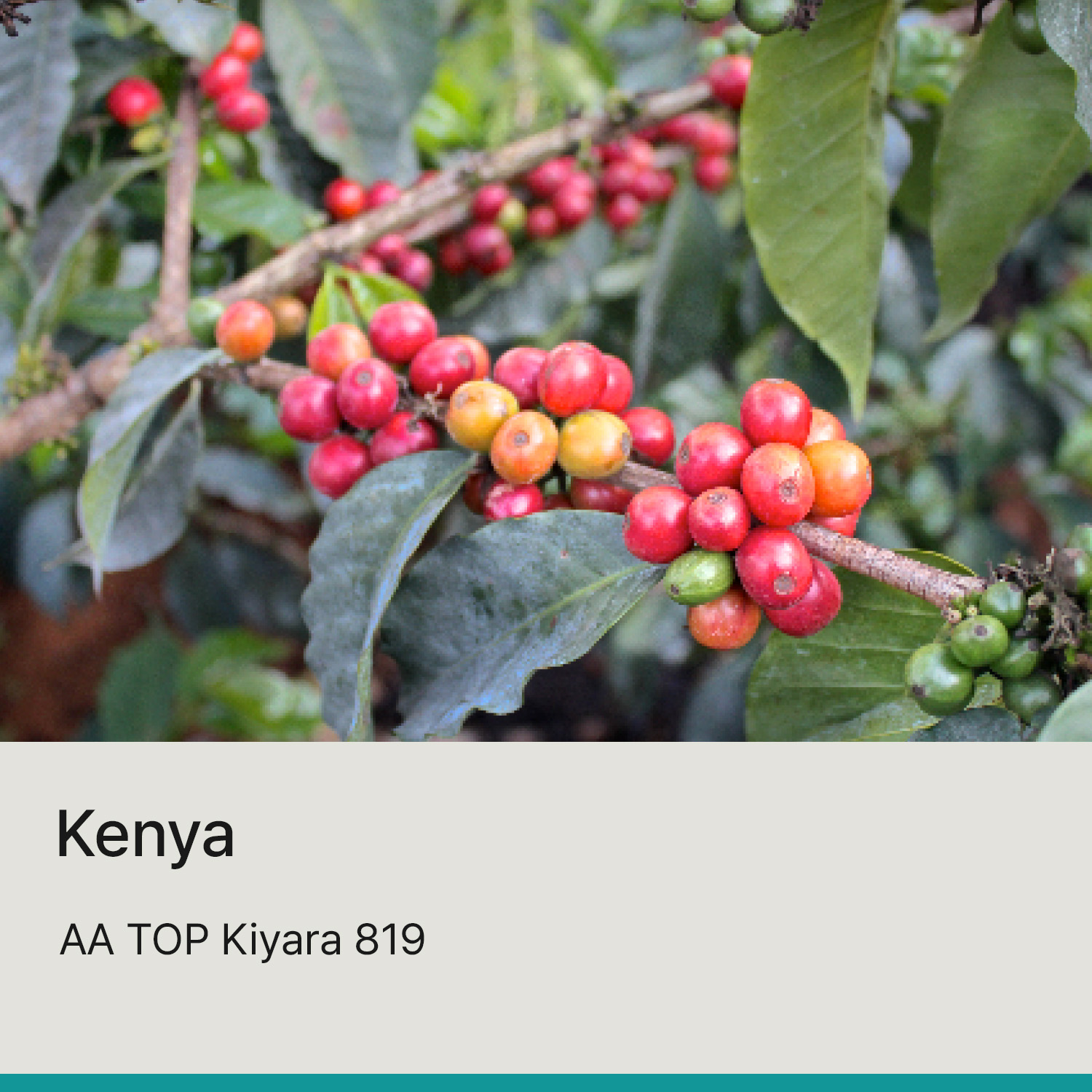 [케냐] AA TOP 키야라 819