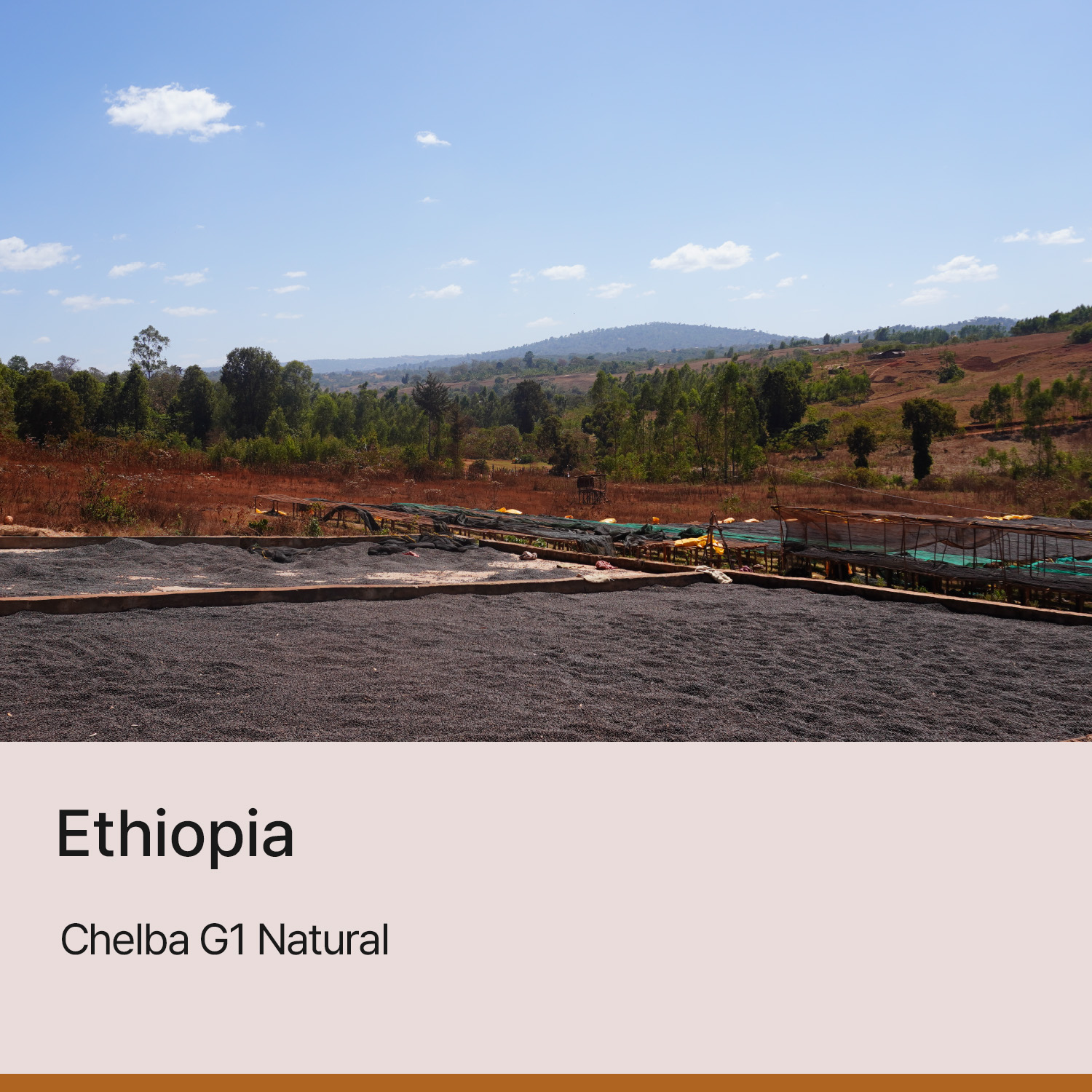 [에티오피아] 첼바 G1 내추럴