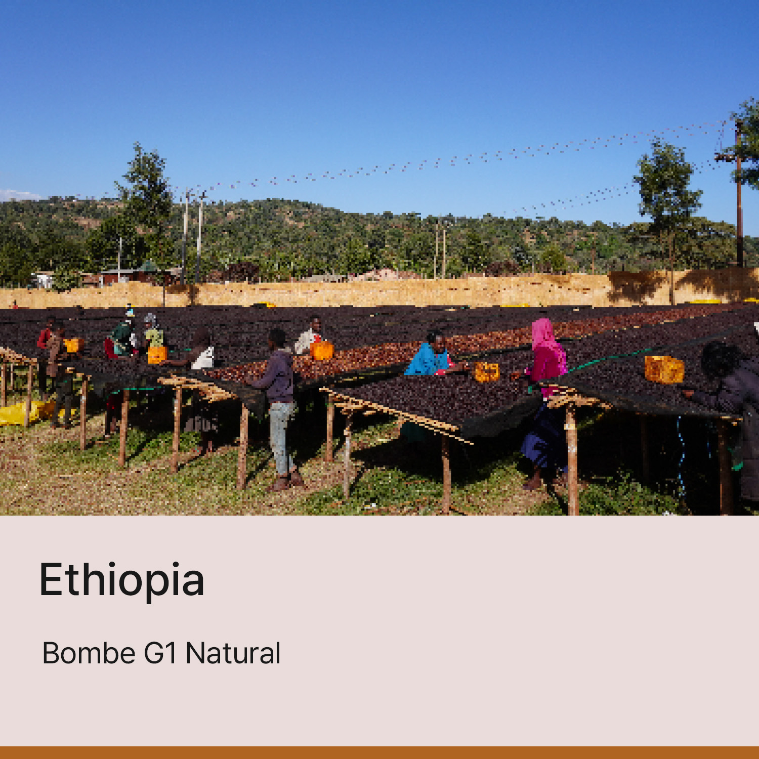 [에티오피아] 봄베 G1 내추럴