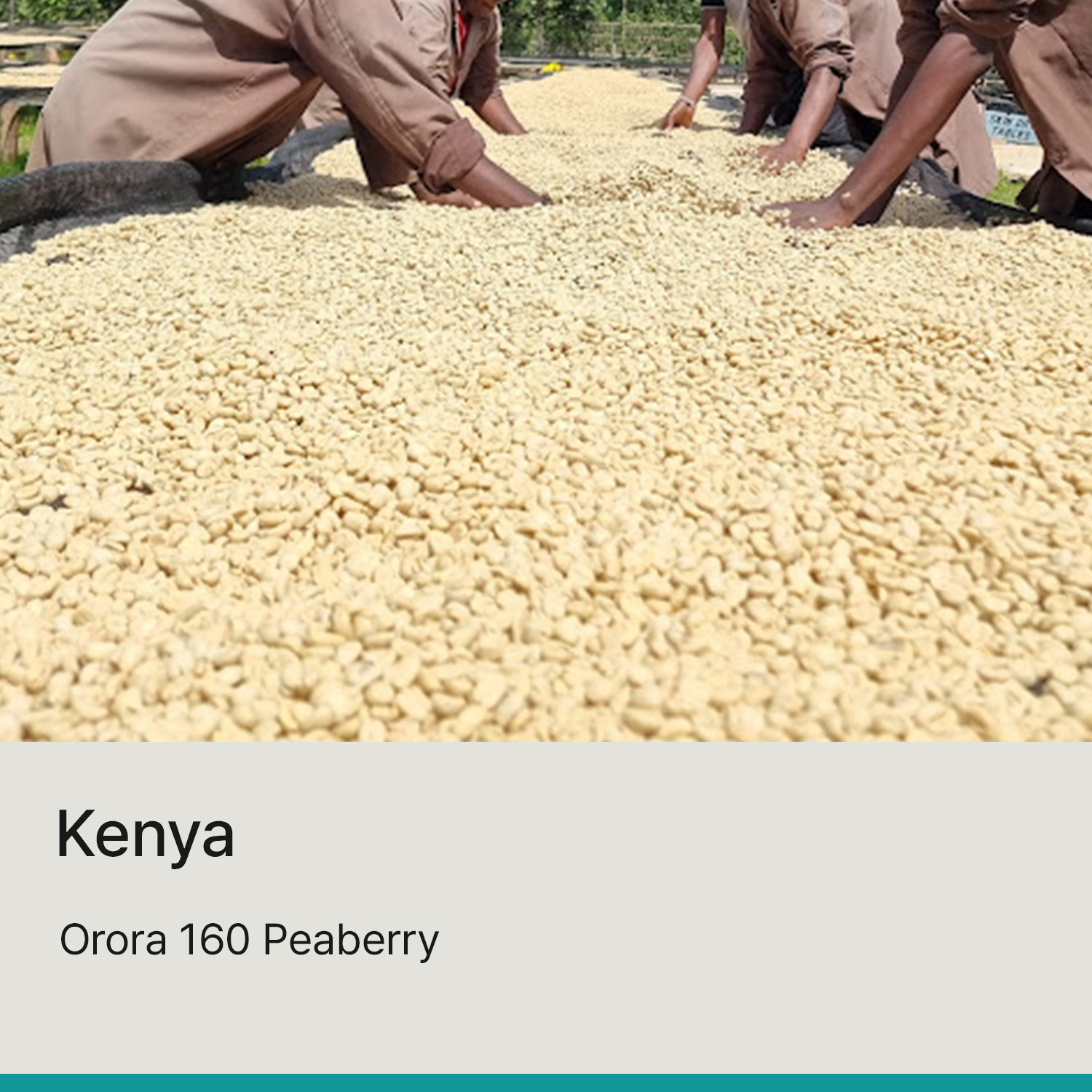 [케냐] 오로라 160 피베리