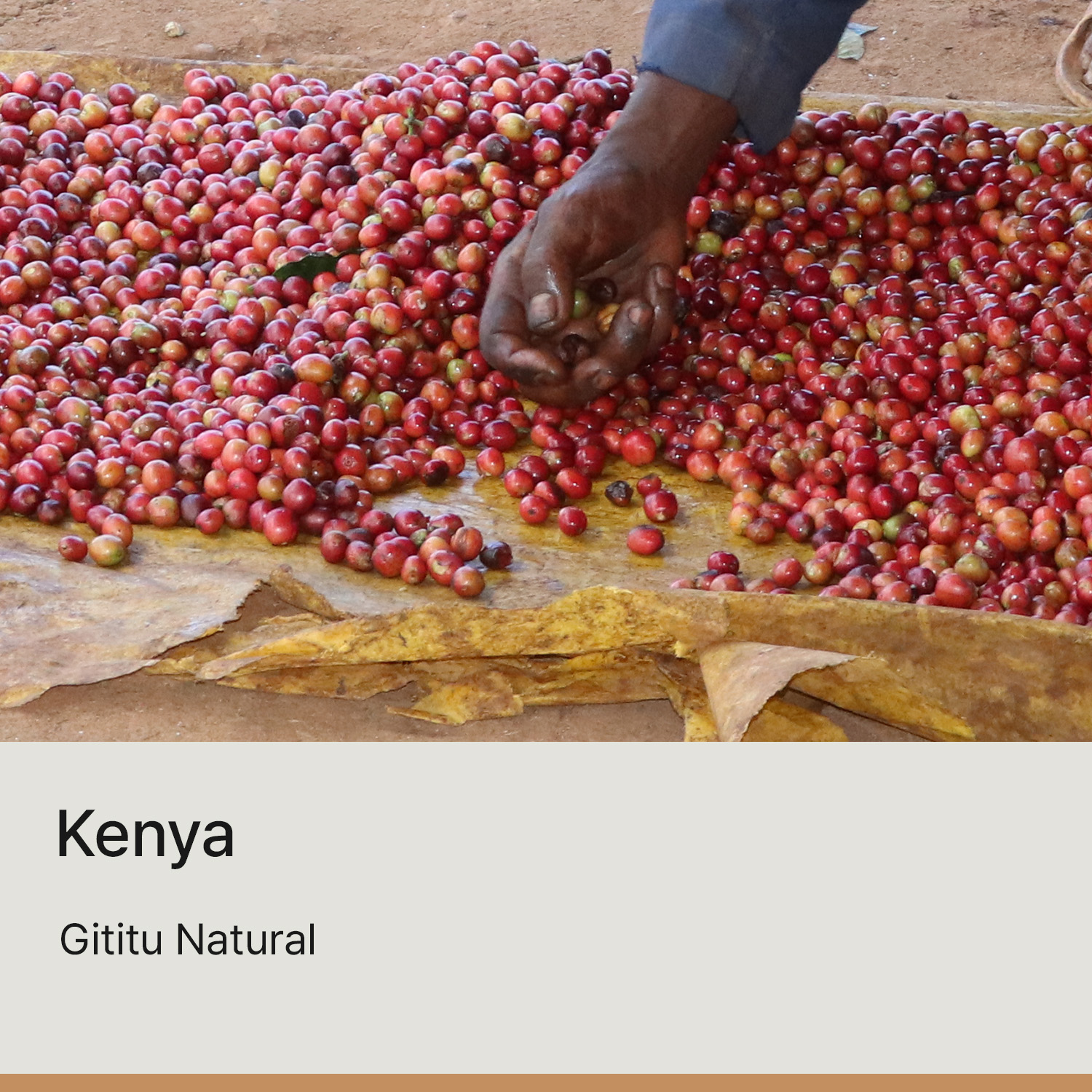 [케냐] 기티투 내추럴