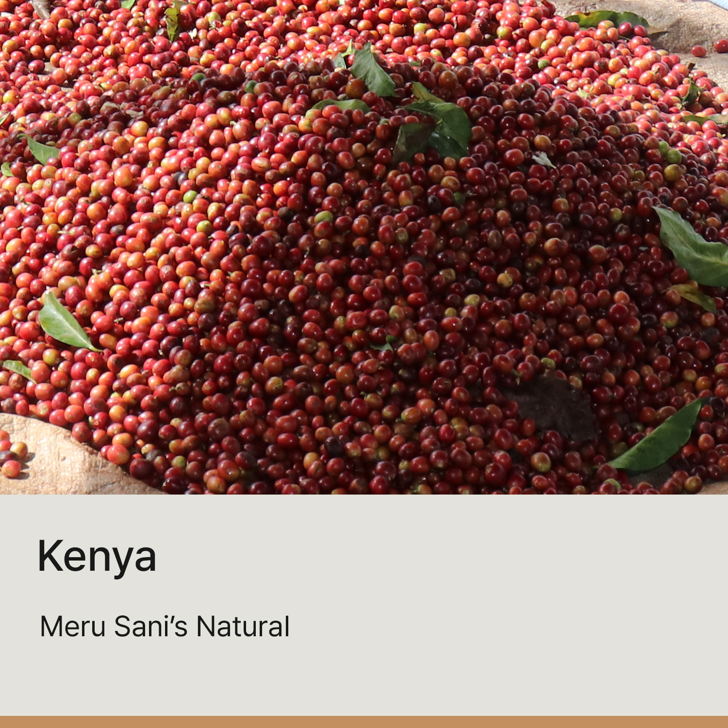 [케냐] 메루 사니스  내추럴