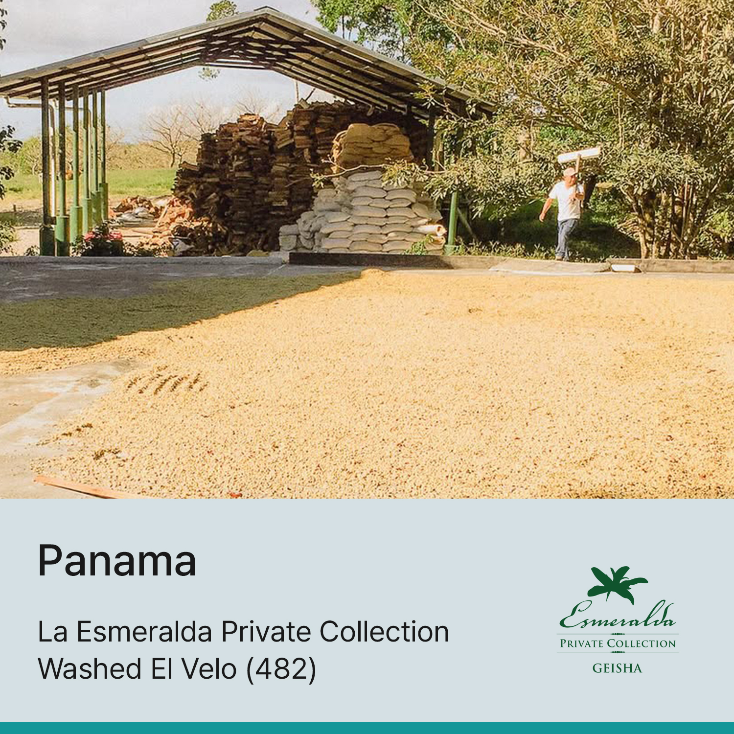[파나마] 에스메랄다 프라이빗 컬렉션 워시드 엘베로 (482)