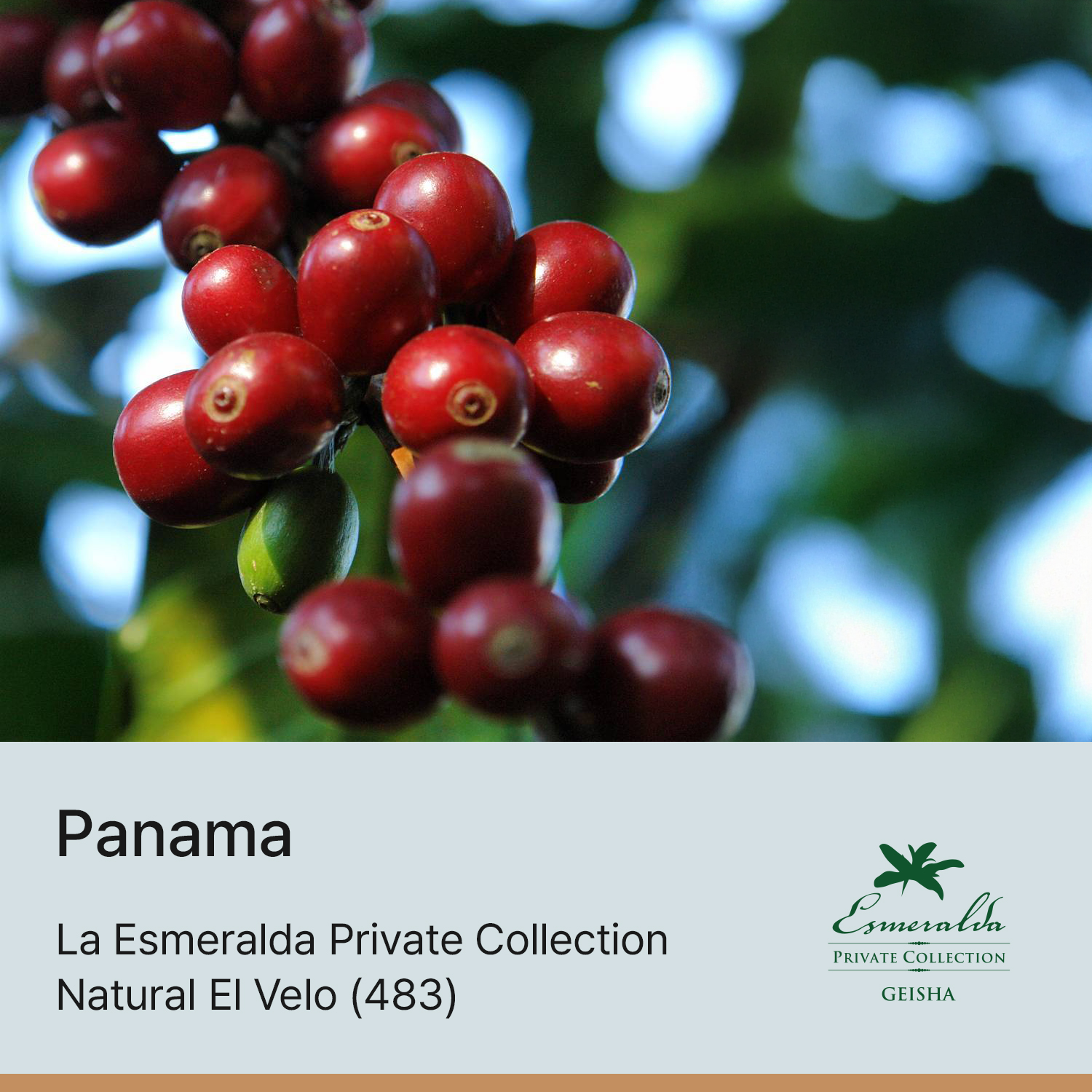 [파나마] 에스메랄다 프라이빗 컬렉션 내추럴 엘베로 (483)