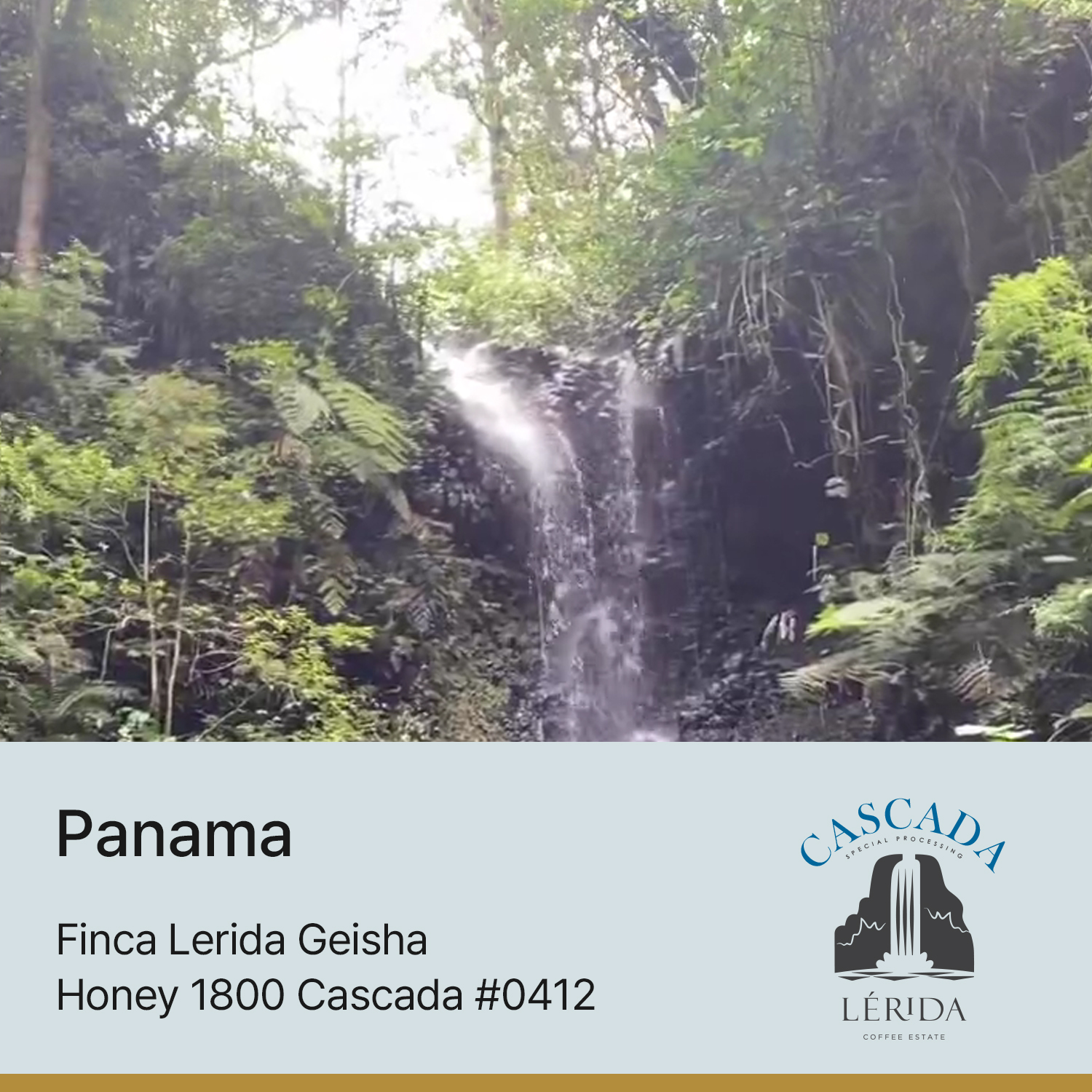 [파나마] 핀카 레리다 게이샤 허니 1800 Cascada #0412