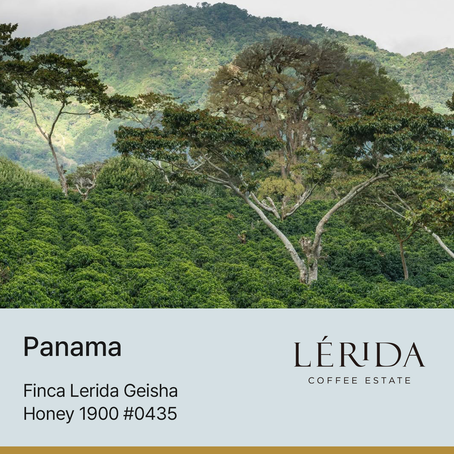 [파나마] 핀카 레리다 게이샤 허니 1900 #0435