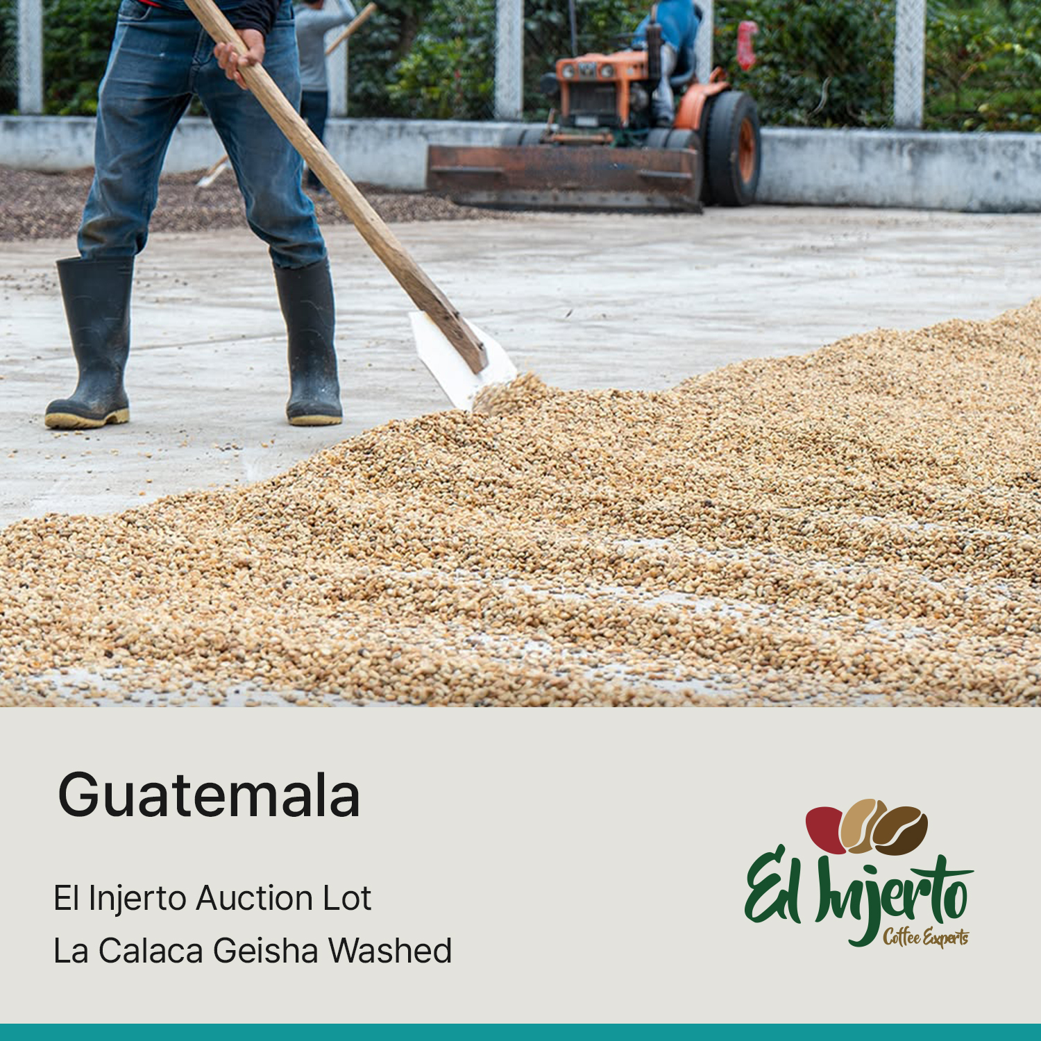 [과테말라] 2025 인헤르토 옥션랏 칼라카 게이샤 워시드