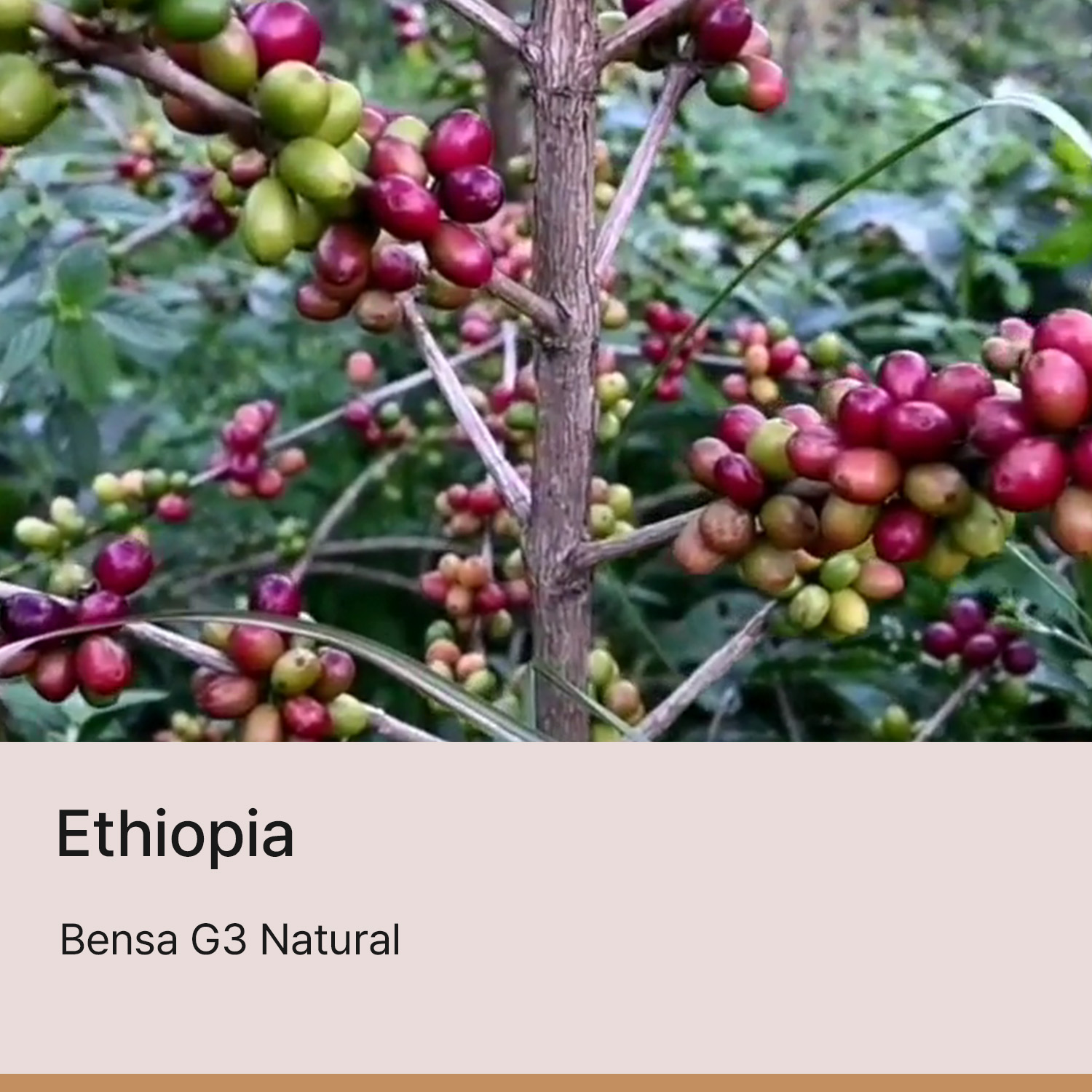 [에티오피아] 벤사 G3 내추럴
