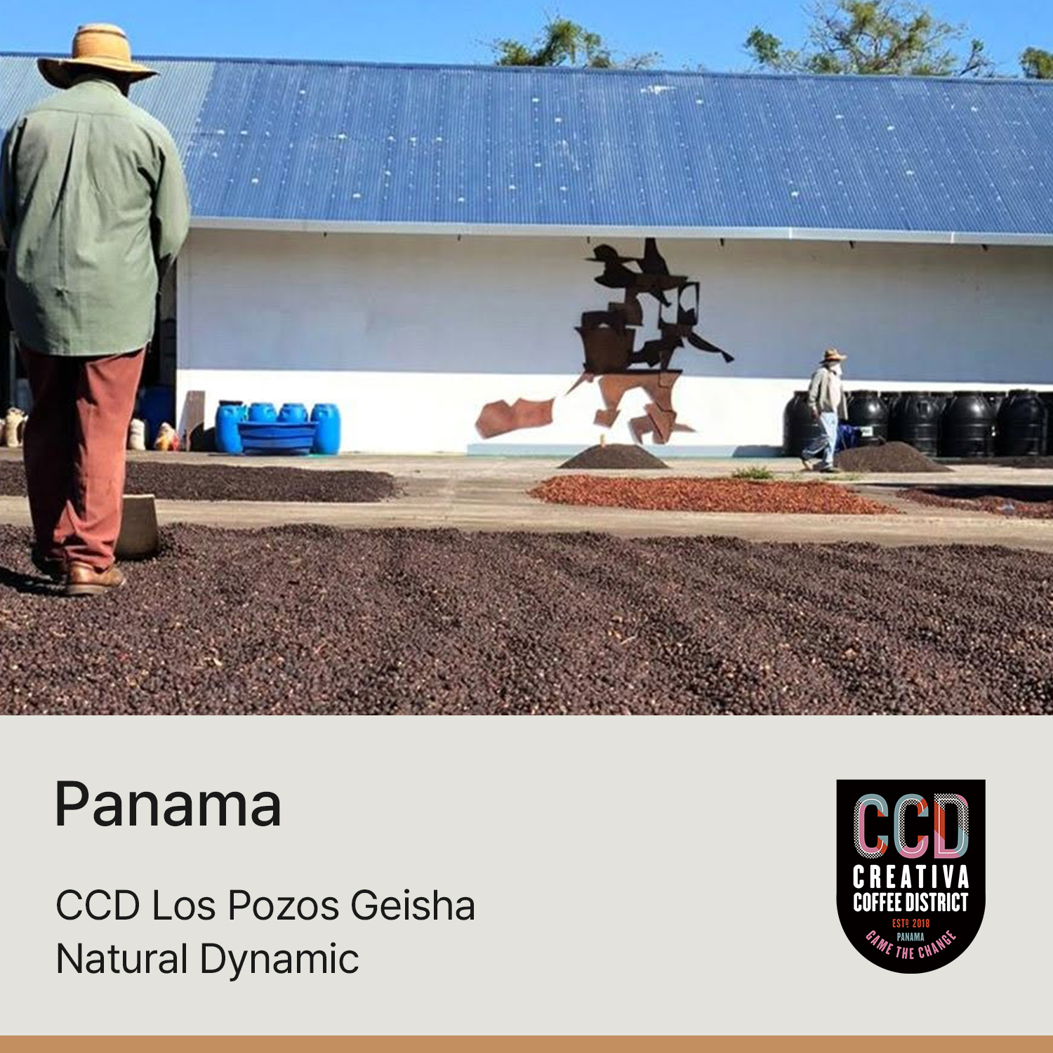 [파나마] CCD 로스포조스 게이샤 내추럴 다이나믹