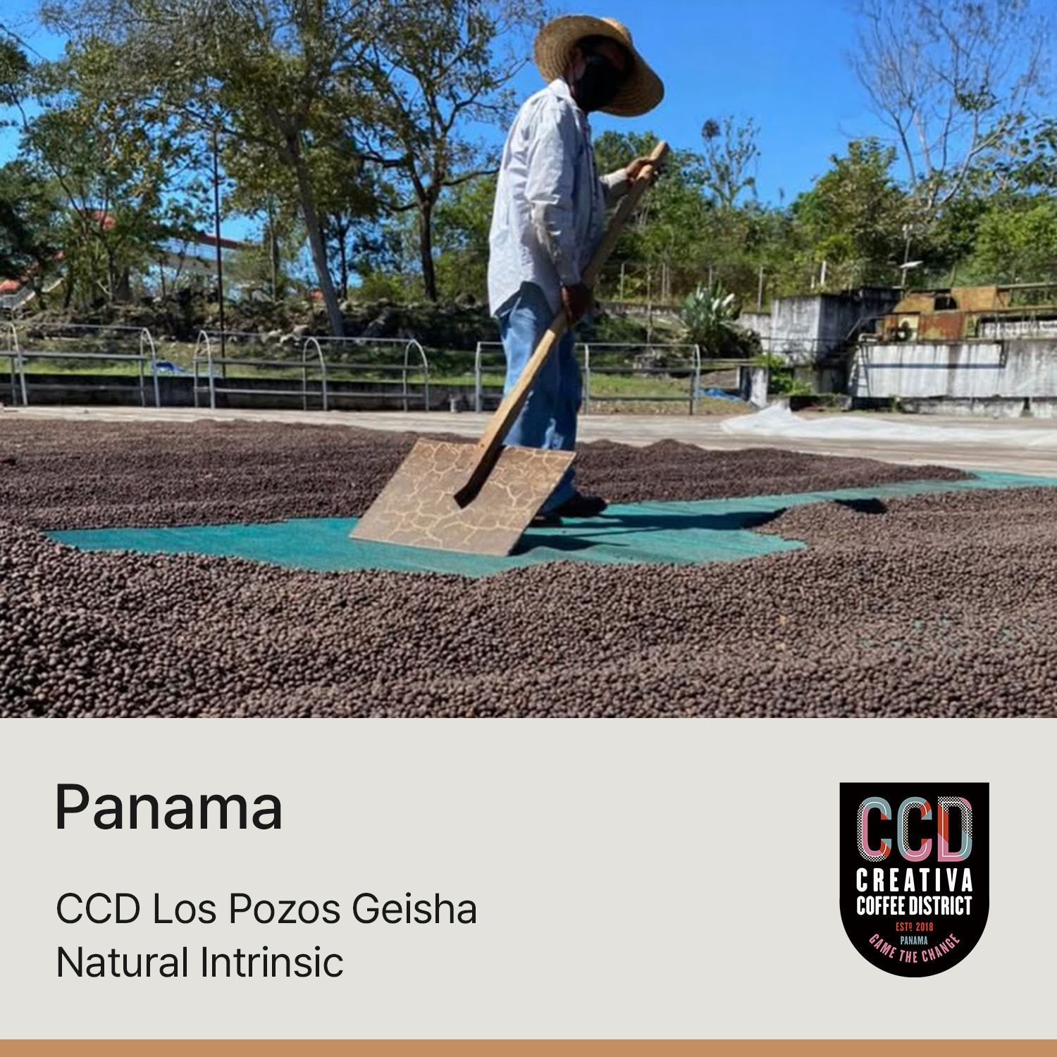 [파나마] CCD 로스포조스 게이샤 내추럴 인트린직