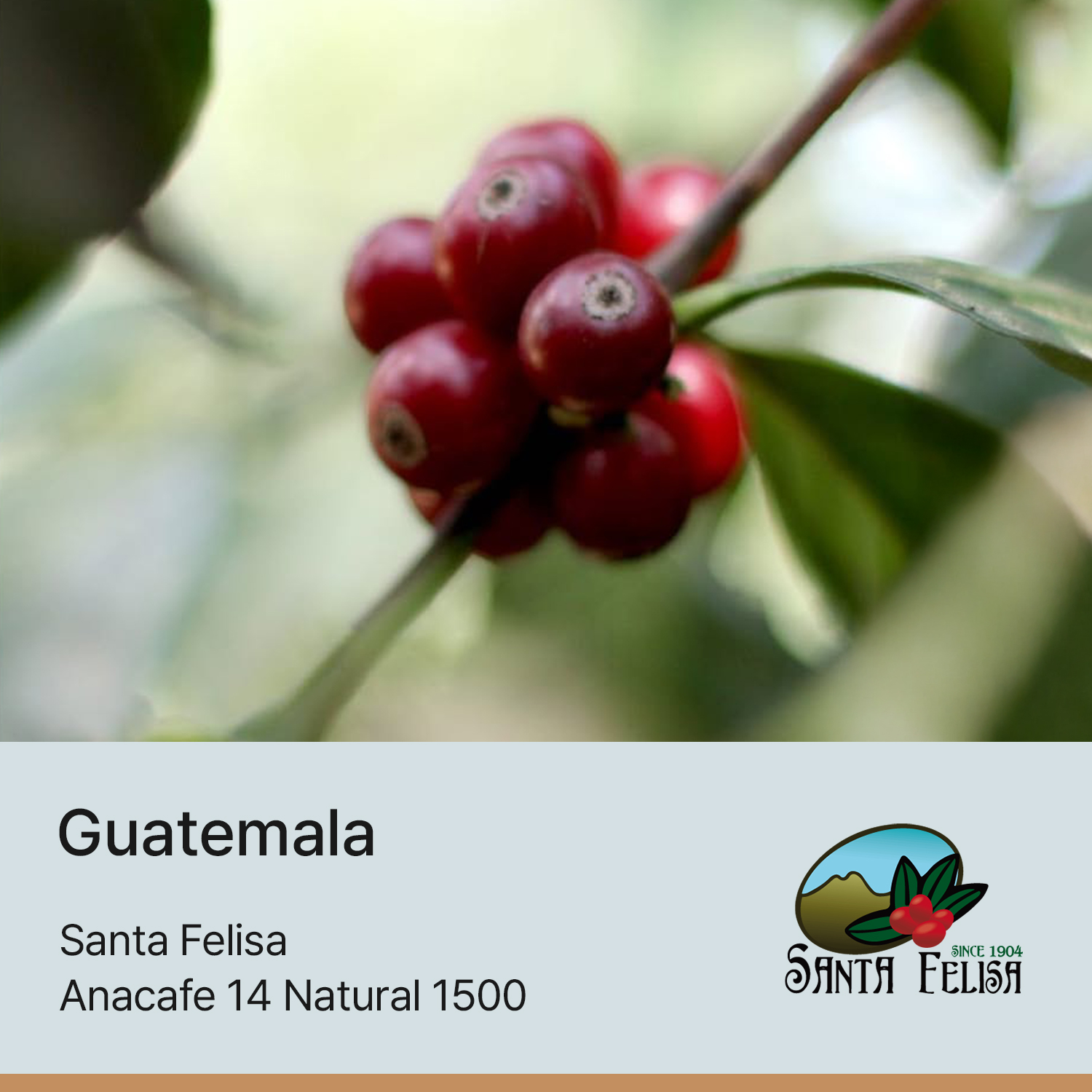 [과테말라] 산타펠리사 아나카페 14 내추럴 1500