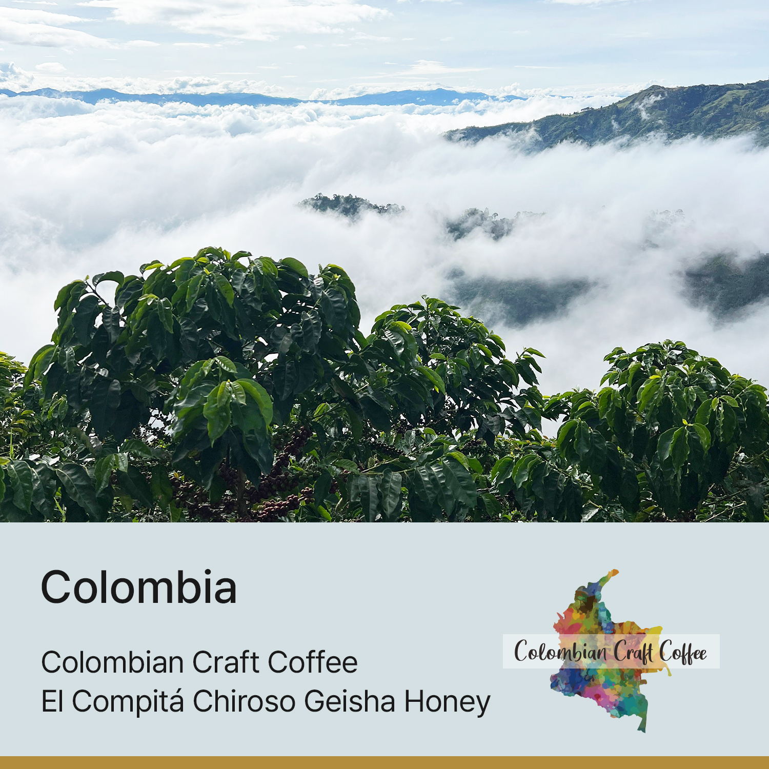 [콜롬비아] 엘 콤피타 치로소 게이샤 허니