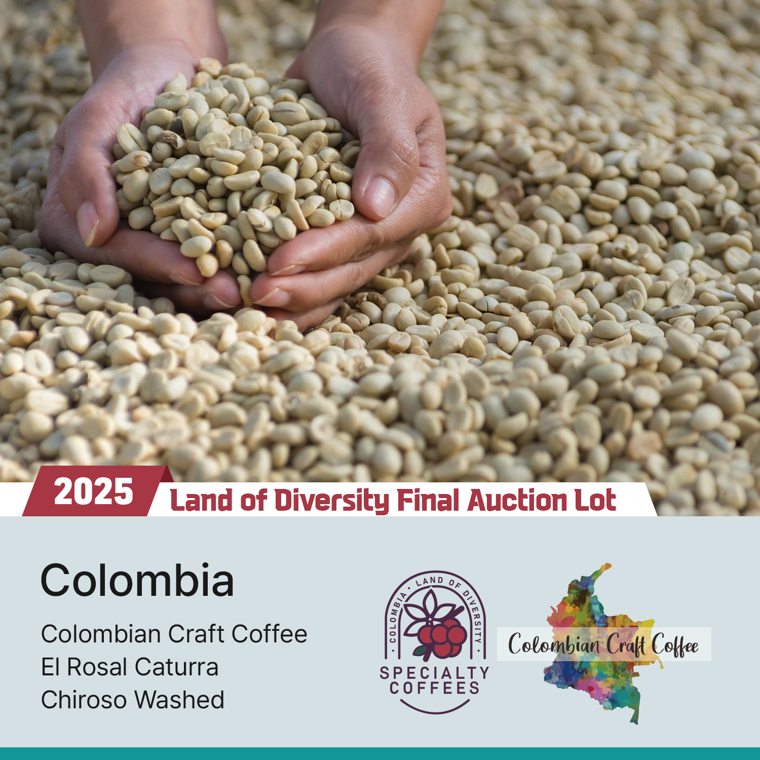 [콜롬비아] 엘 로살 카투라 치로소 워시드