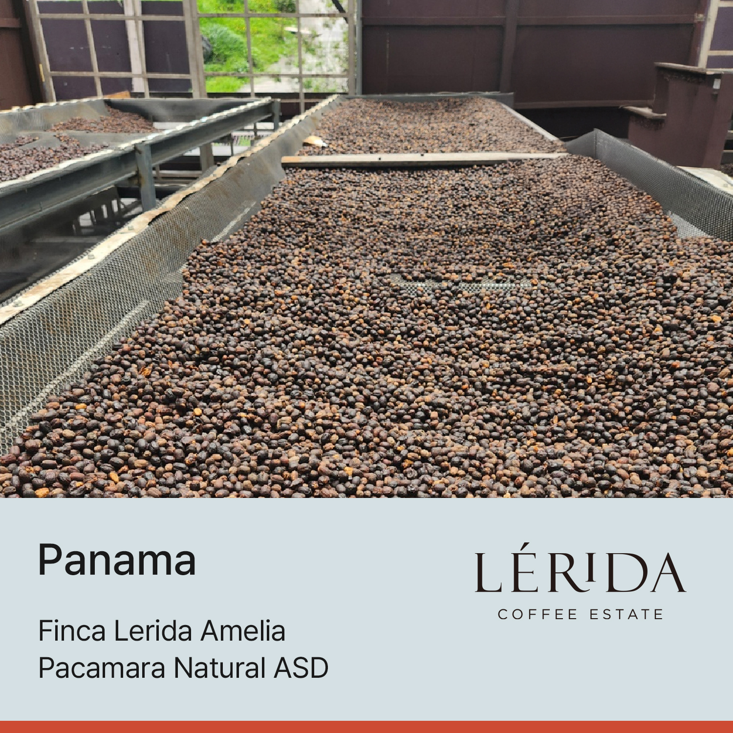 파나마 핀카 레리다 파카마라 아멜리아 내추럴 ASD