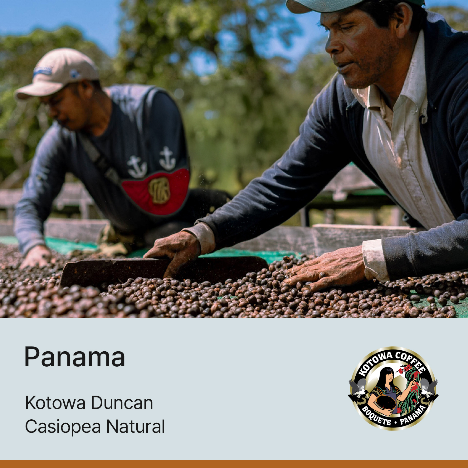 [파나마] 카페 코토와 던칸 카시오페아 내추럴
