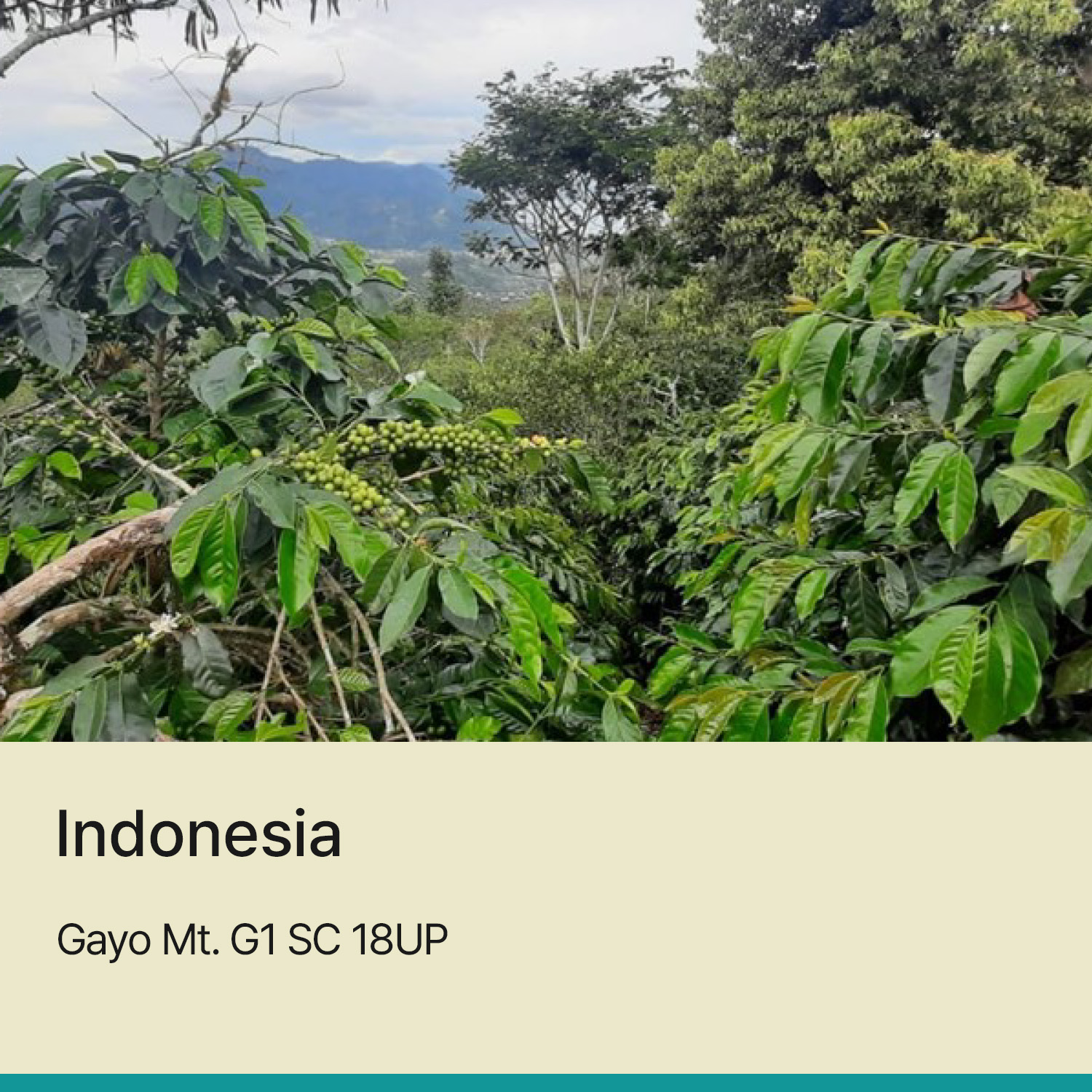 [인도네시아] 가요 마운틴 G1 SC 18UP