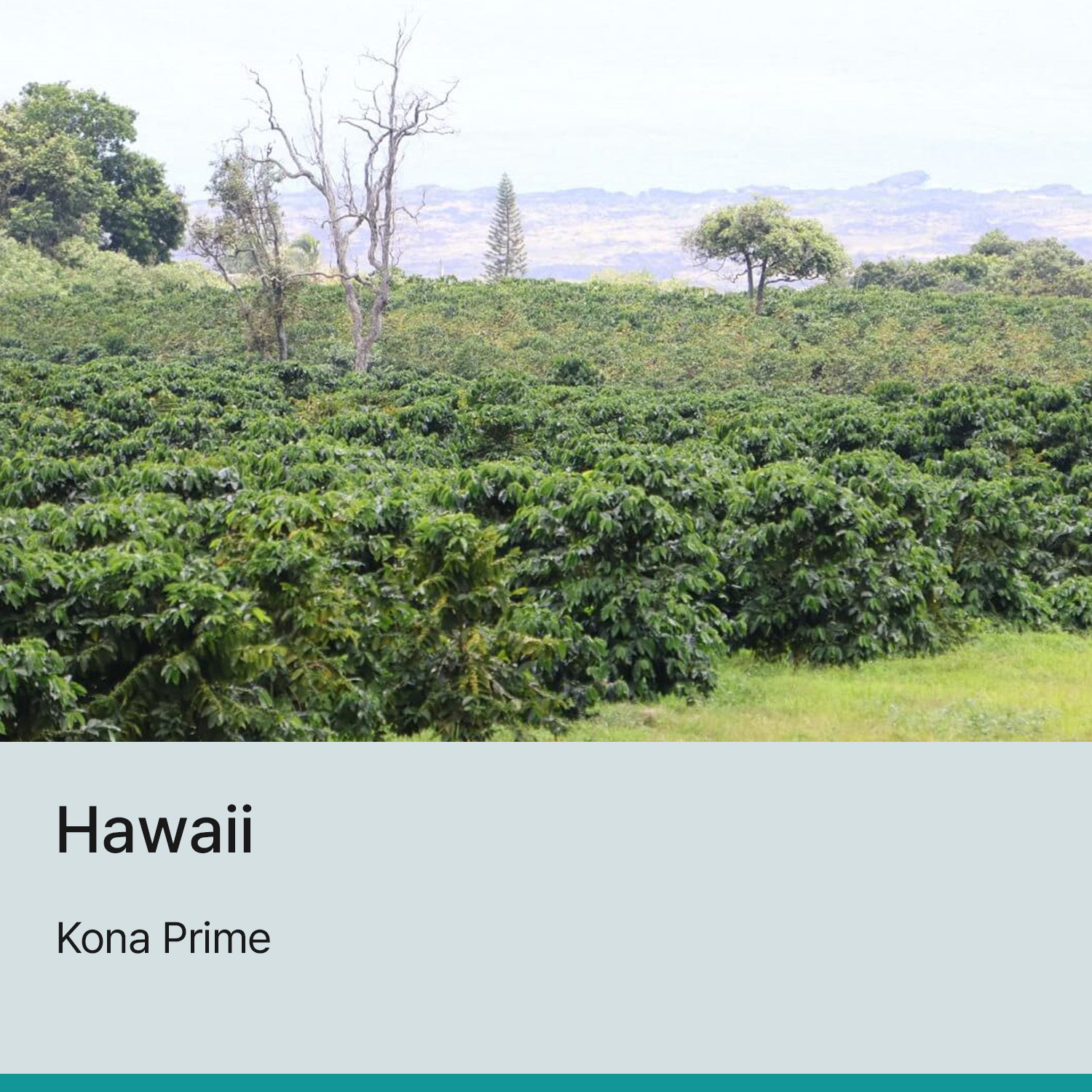 [하와이] 하와이안 코나 프라임