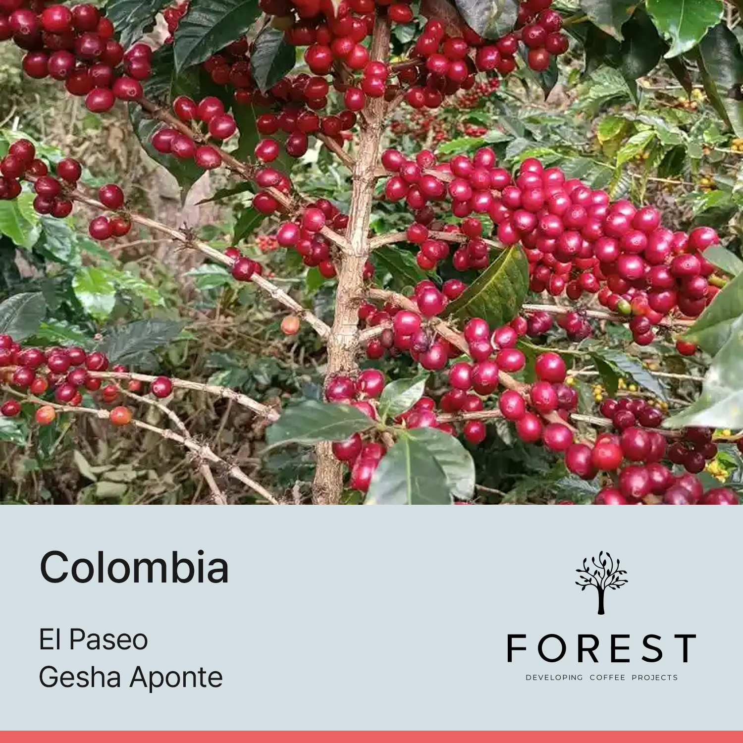 [콜롬비아] 게샤 아폰테