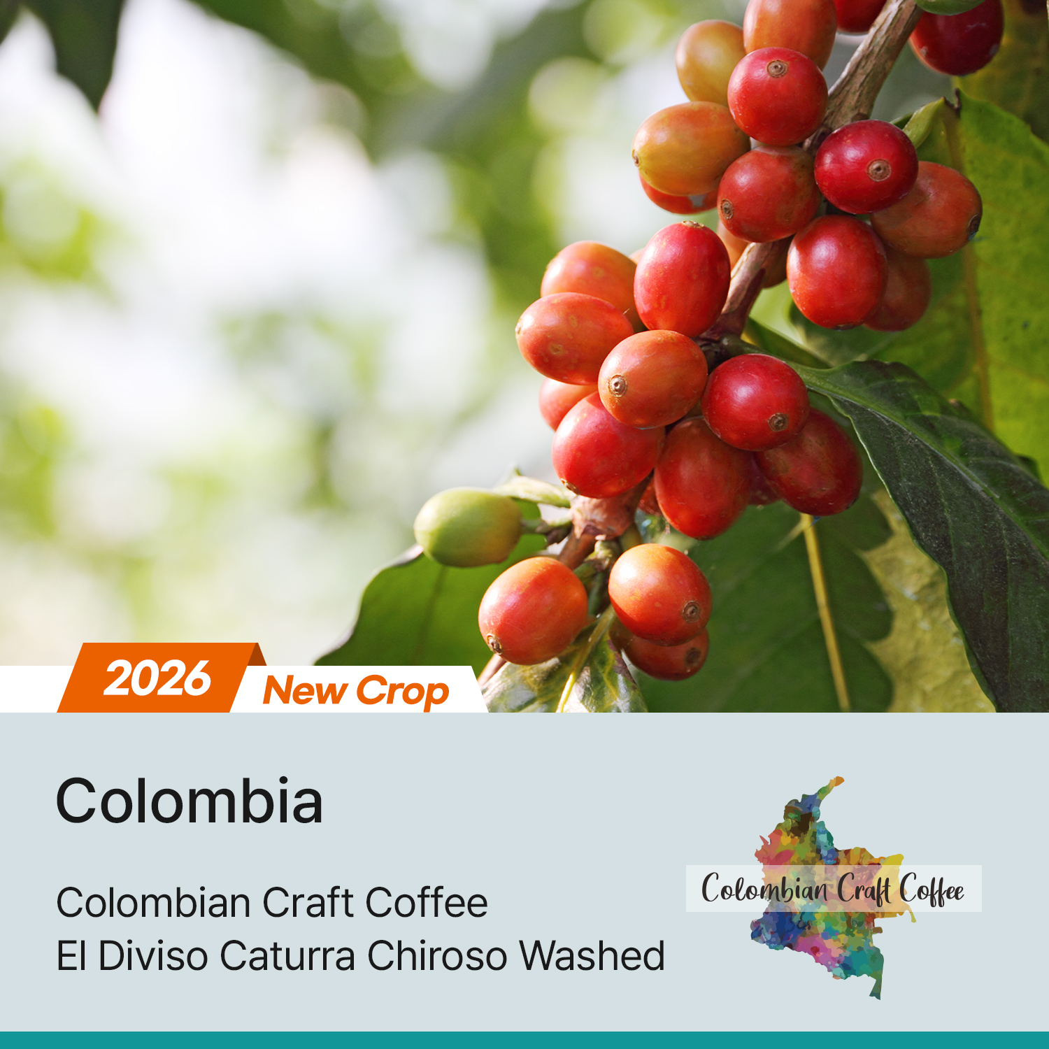 [콜롬비아] 엘 디비소 카투라 치로소 워시드