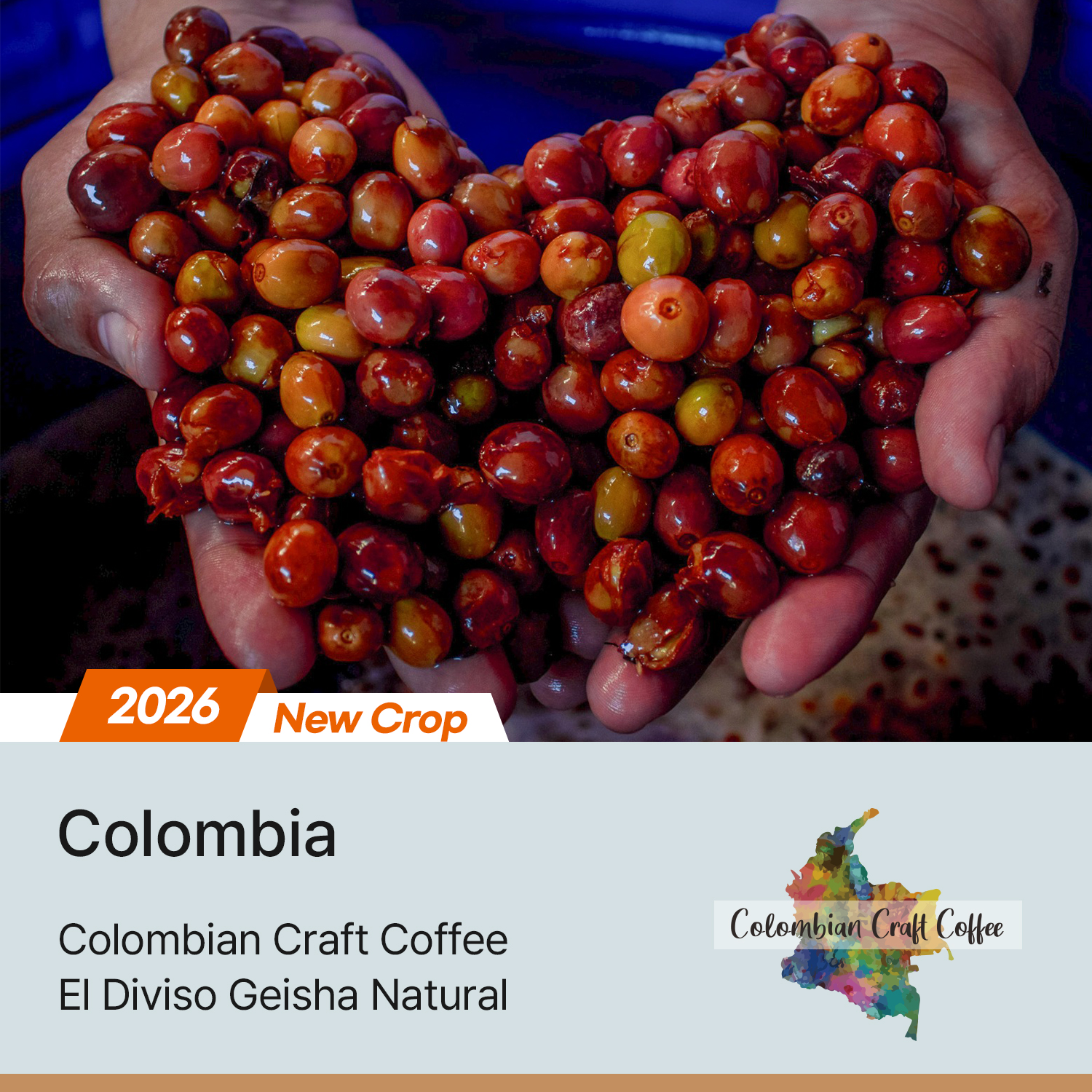 [콜롬비아] 엘 디비소 게이샤 내추럴