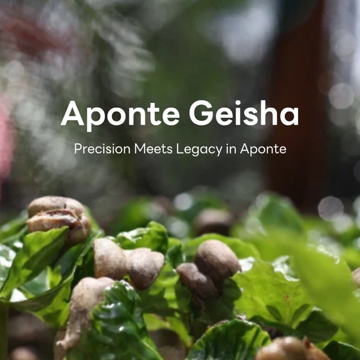 FOREST Colombia Gesha Aponte