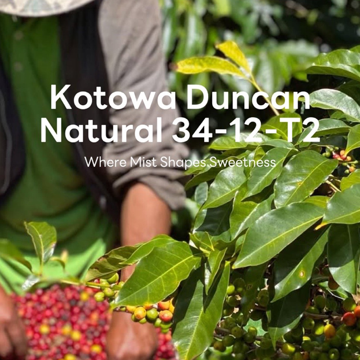 KOTOWA Panama Duncan Natural 34-12-T2
