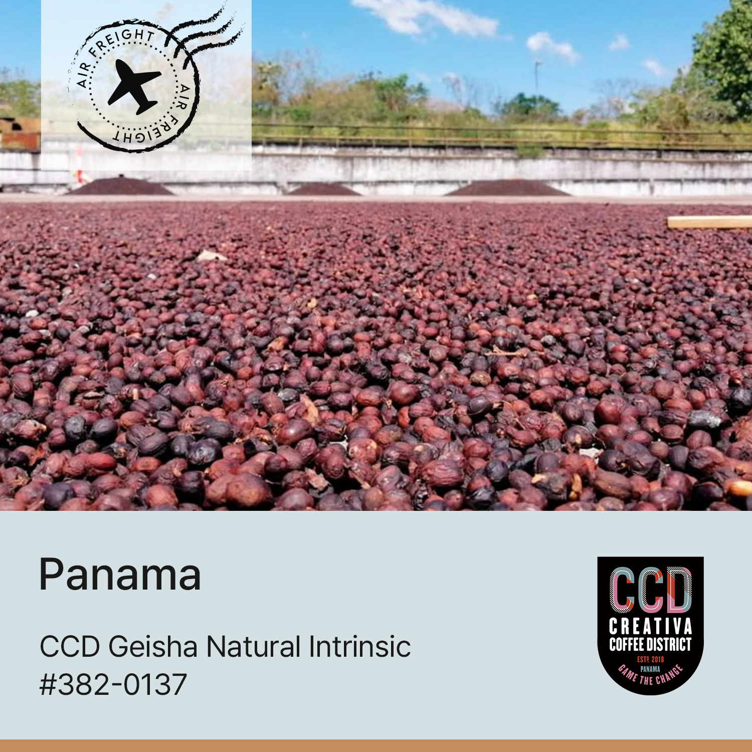 [파나마] CCD 게이샤 인트린직 #382-0137