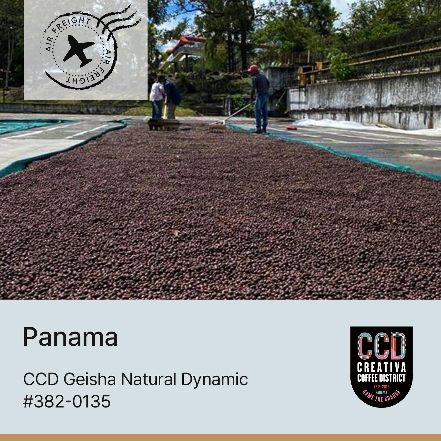 [파나마] CCD 게이샤 다이나믹 #382-0135