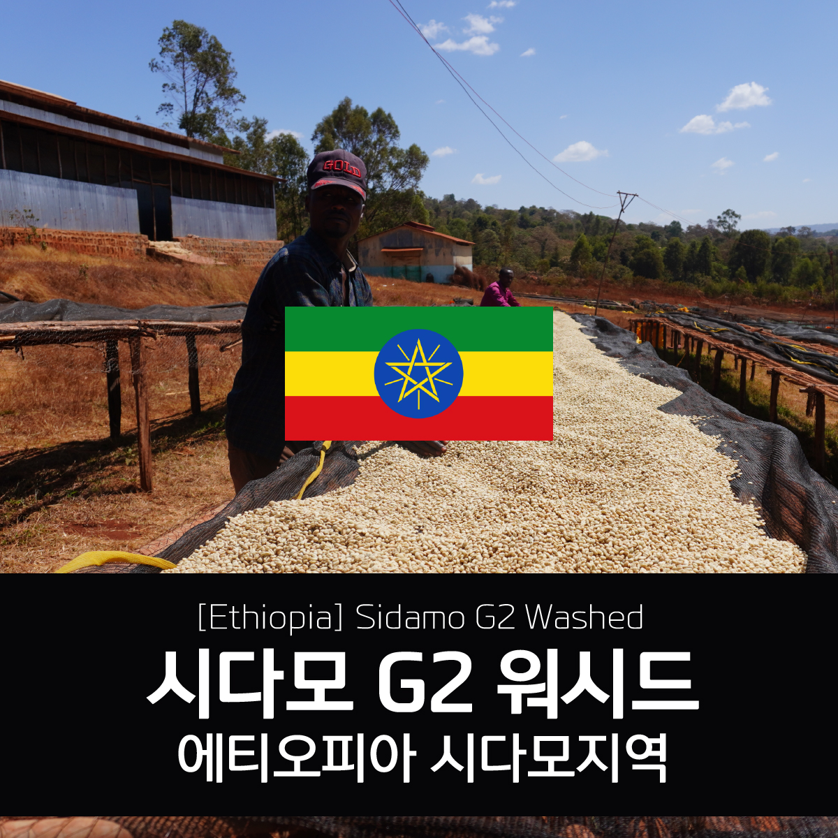 [에티오피아] 시다모 G2 워시드
