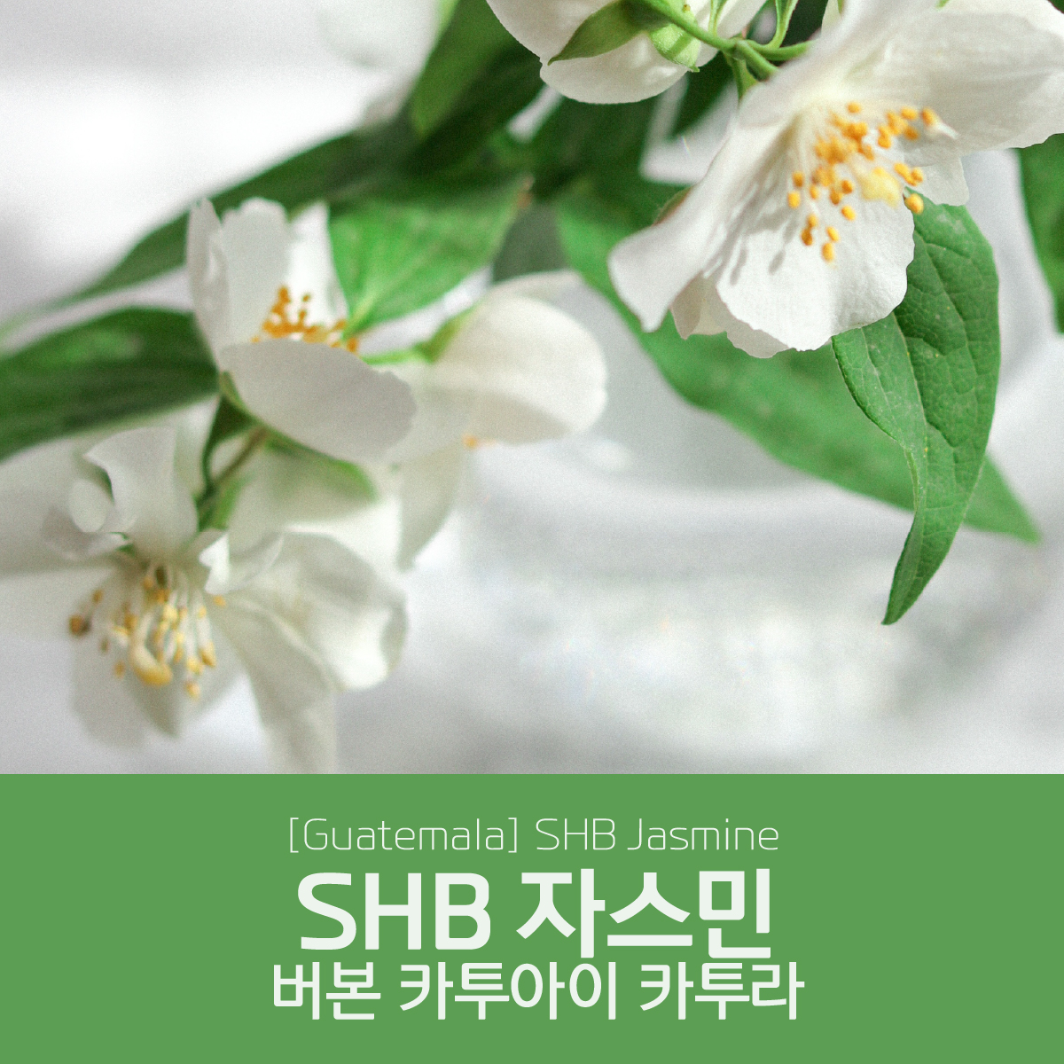 [과테말라] SHB 자스민