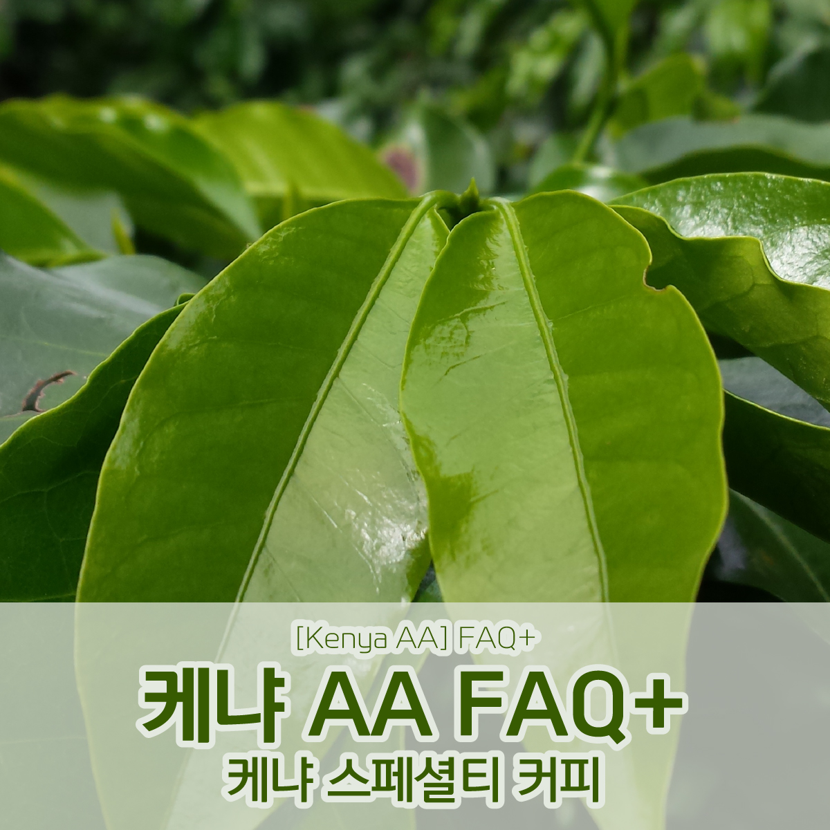 [케냐] AA FAQ+