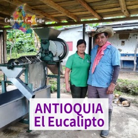 ANTIOQUIA / El Eucalipto(SOLD OUT)