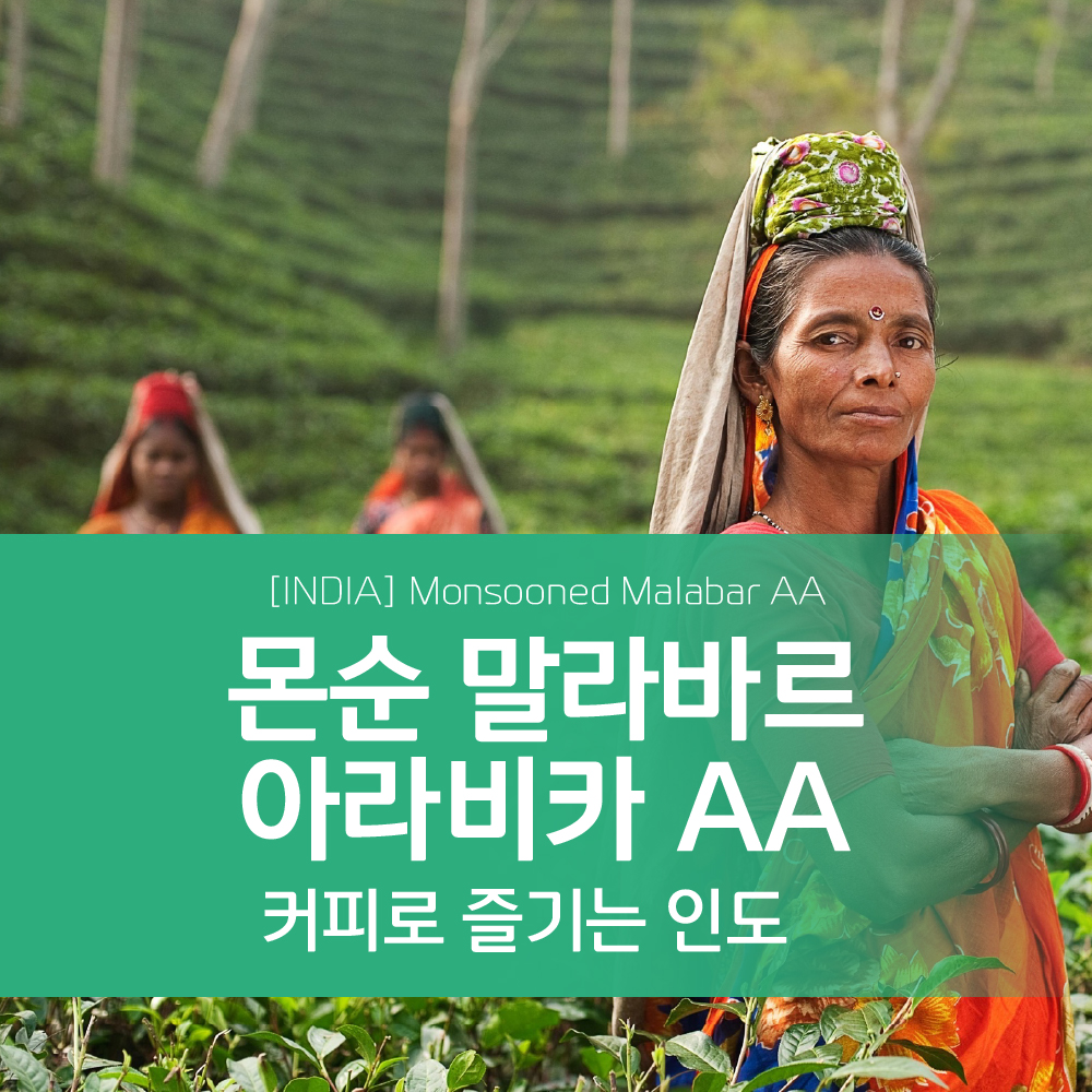 인도 몬순 말라바르 아라비카 AA INDIA Monsooned Malabar