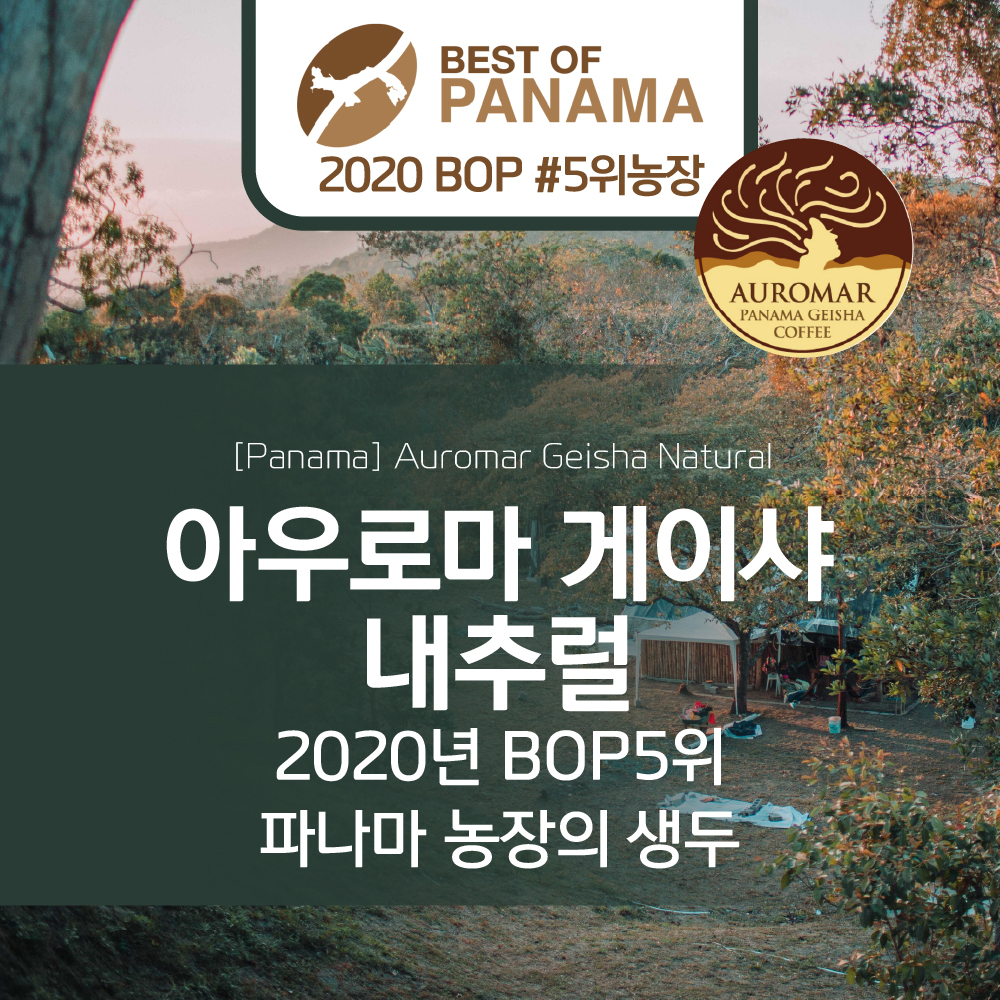 파나마 아우로마 게이샤 내추럴 .P24